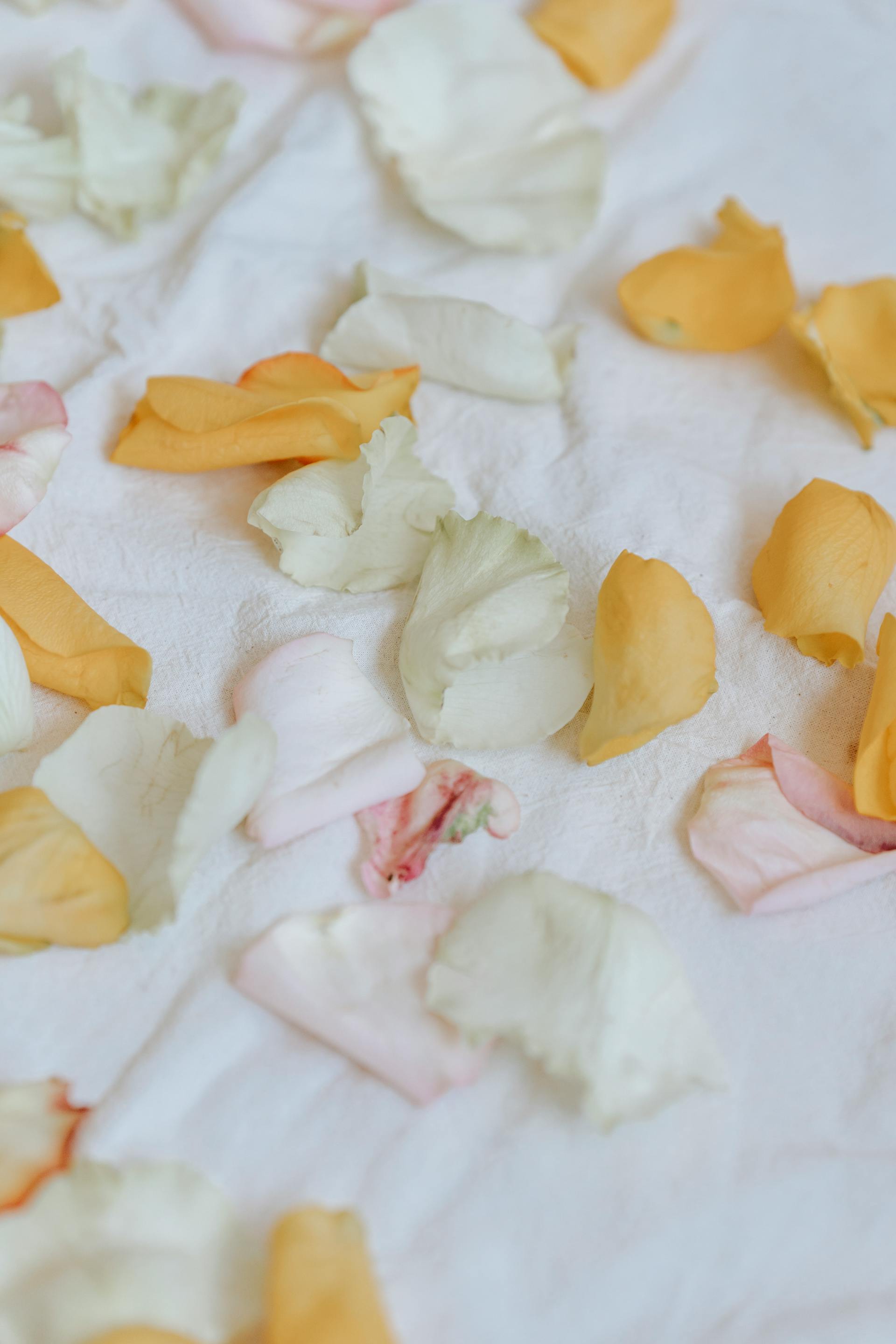 Pétales de roses froissés | Source : Pexels