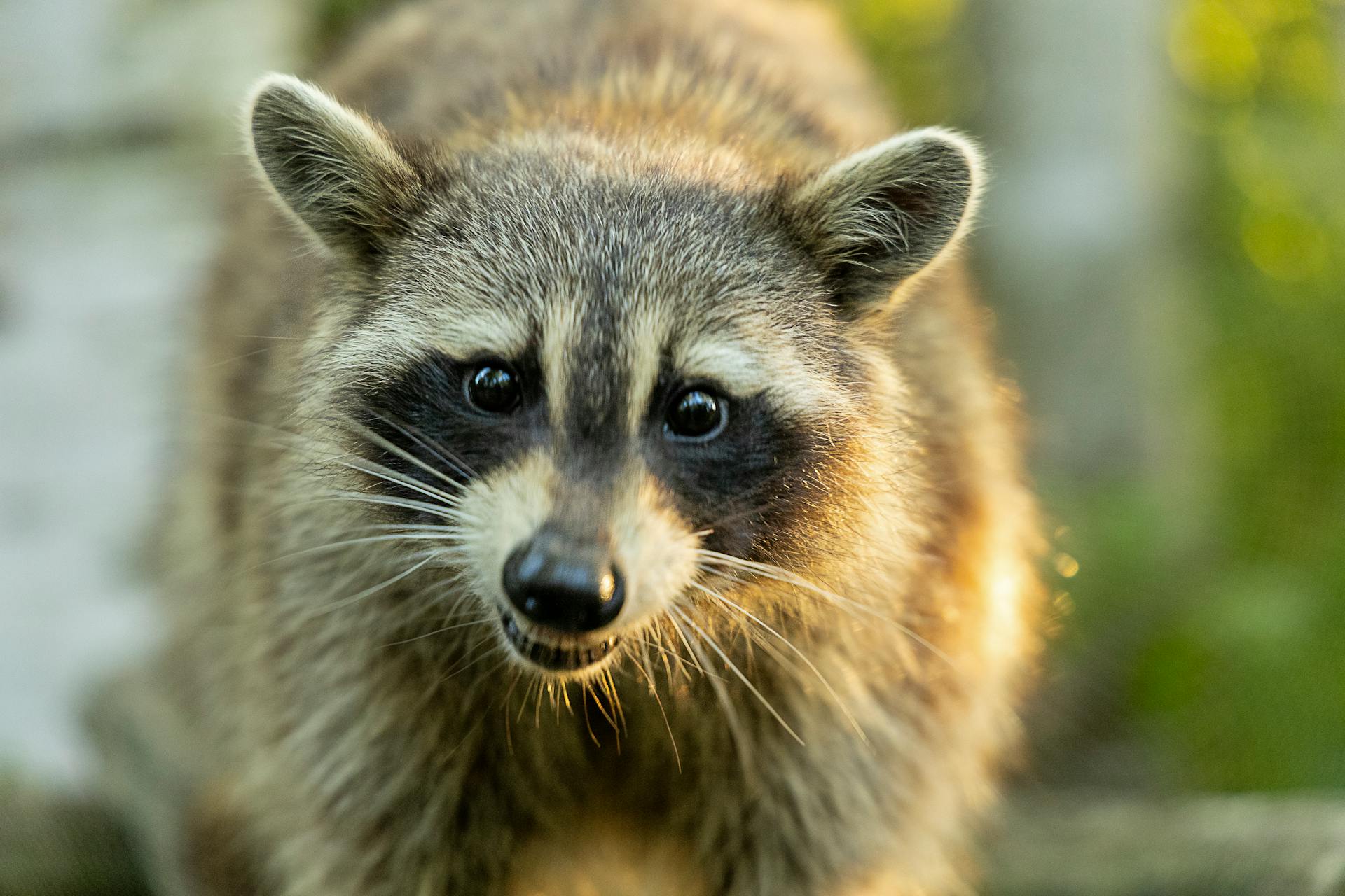 Un raton laveur | Source : Pexels