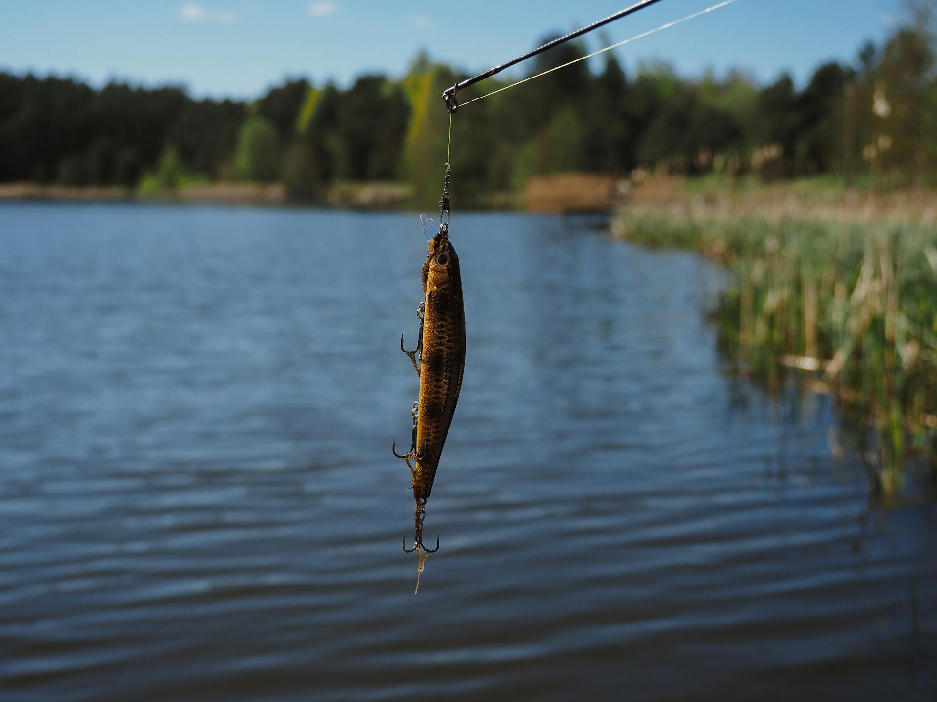Un poisson sur un hameçon | Source : Pexels