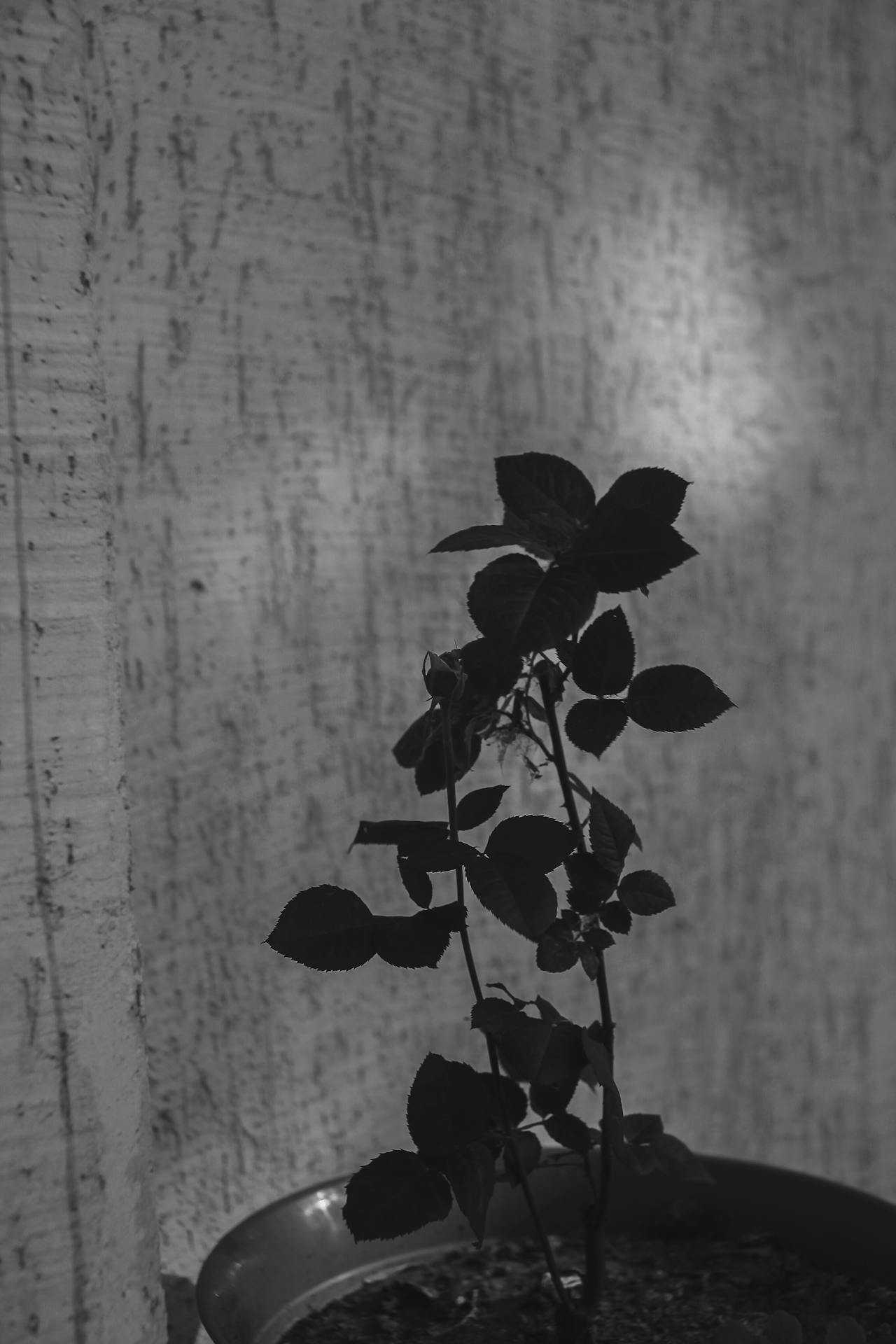 Un rosier en pot | Source : Pexels