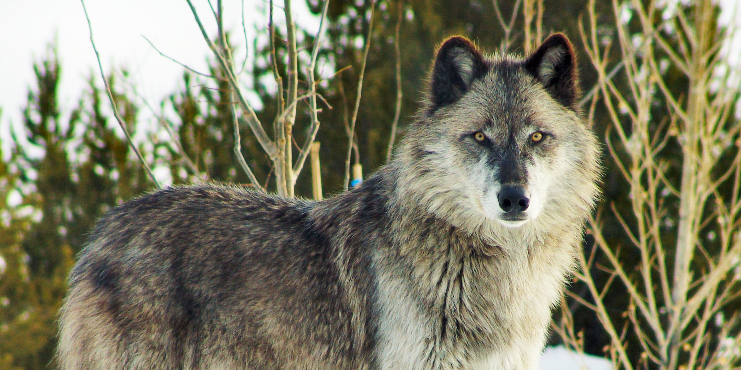 Un loup dans les bois | Source : Flickr