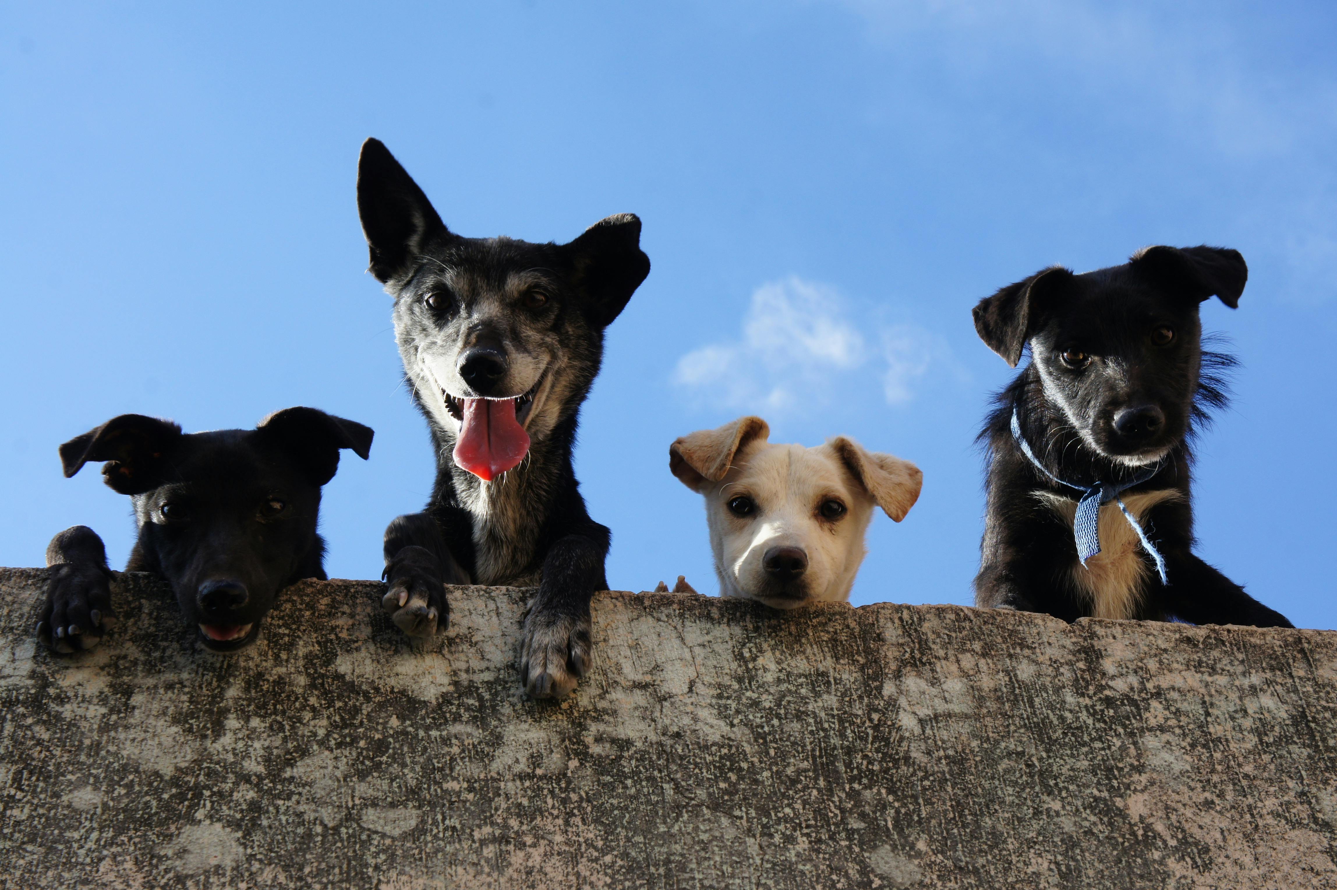 Quatre chiens regardant vers le bas | Source : Pexels
