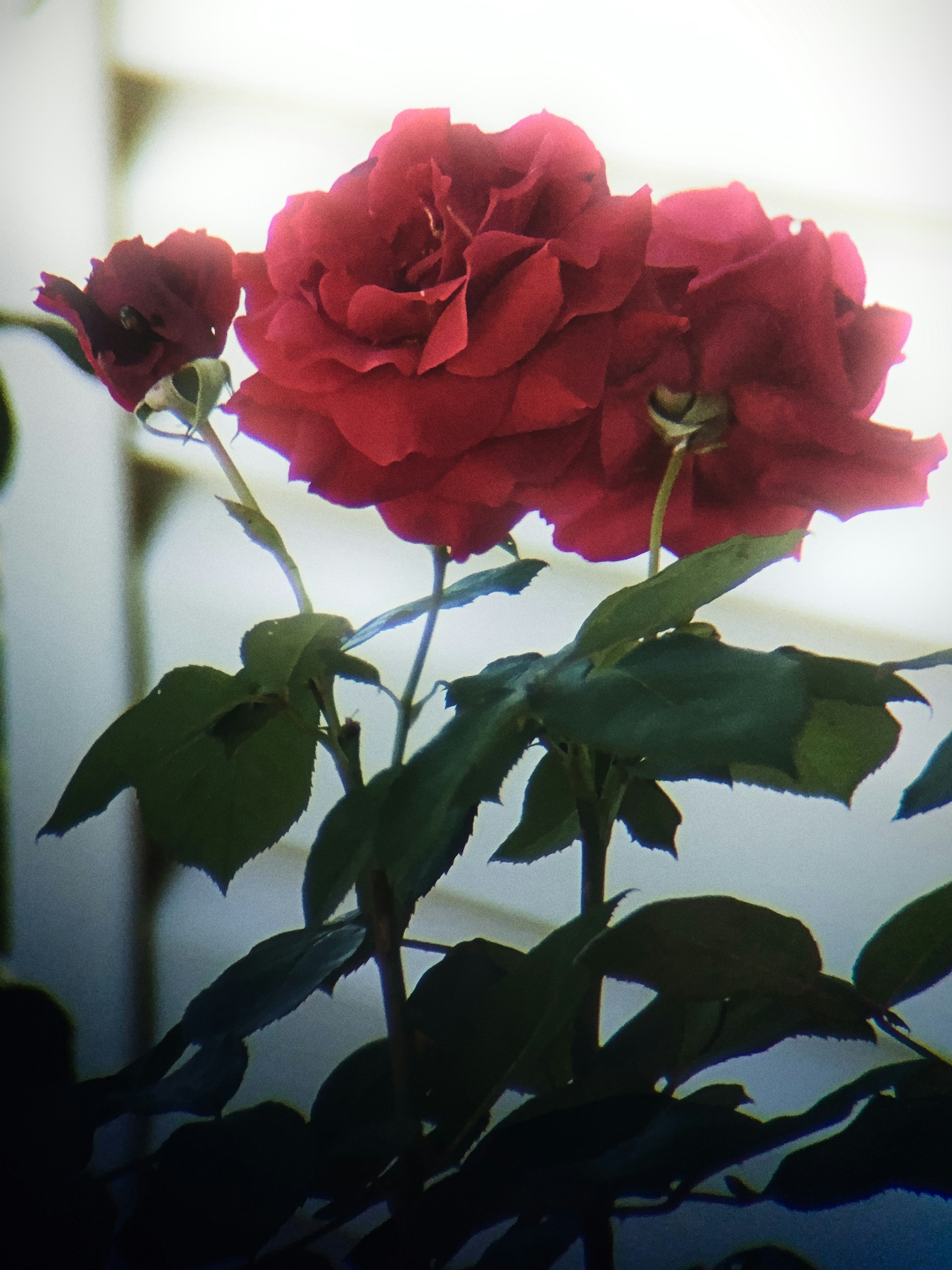Gros plan sur des roses | Source : Unsplash