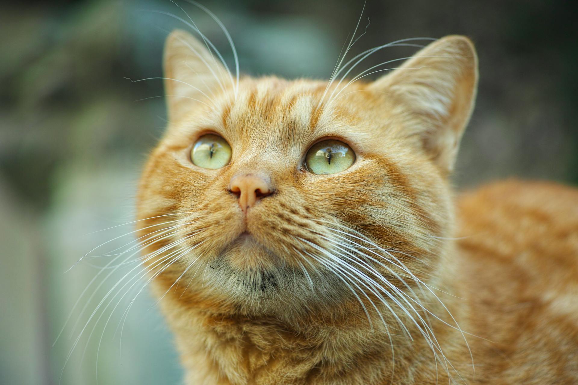 Un chat | Source : Pexels