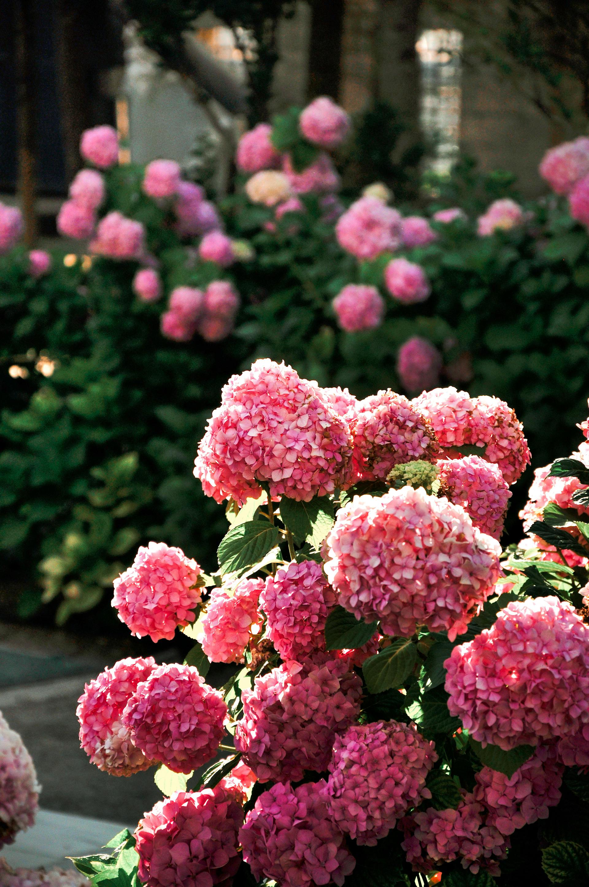 Des fleurs | Source : Pexels