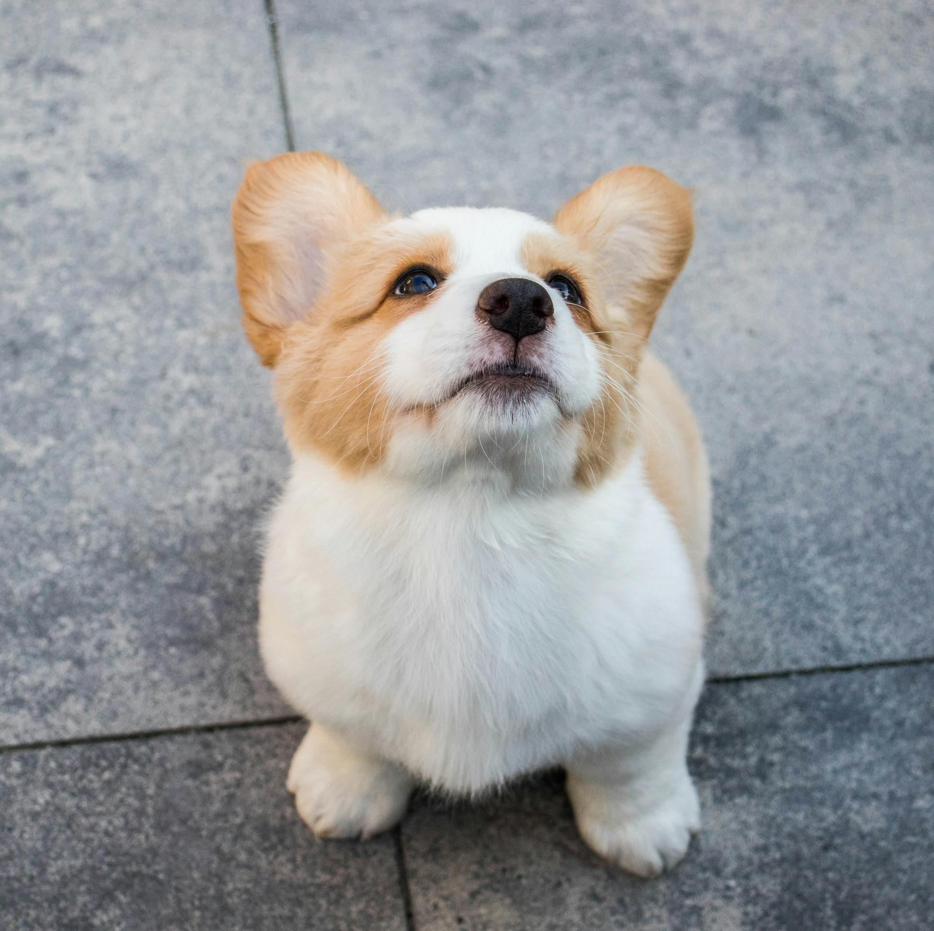 Un Corgi qui regarde vers le haut | Source : Pexels