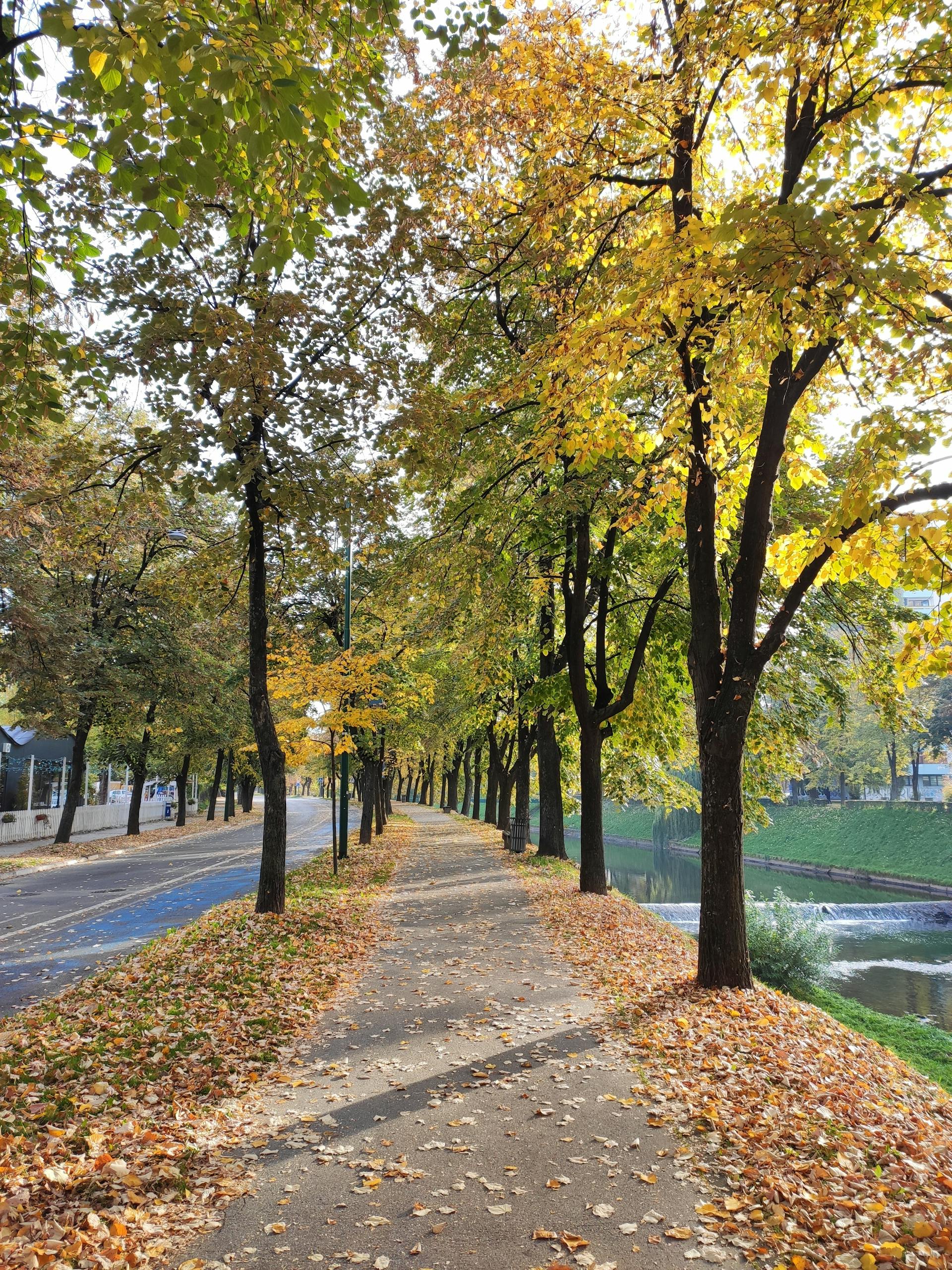 Des arbres bordant un chemin | Source : Pexels