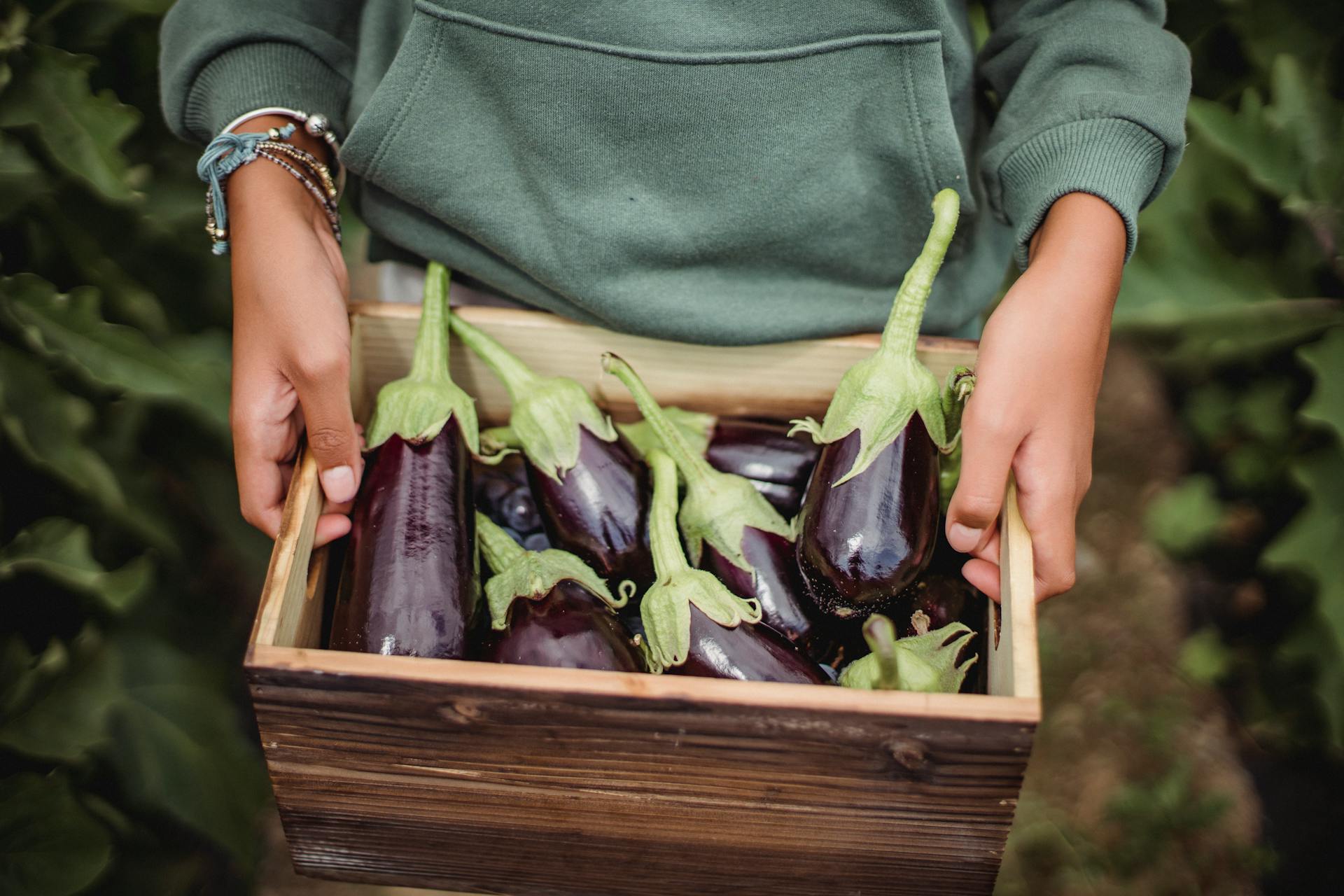 Une personne tenant une caisse d'aubergines | Source : Pexels