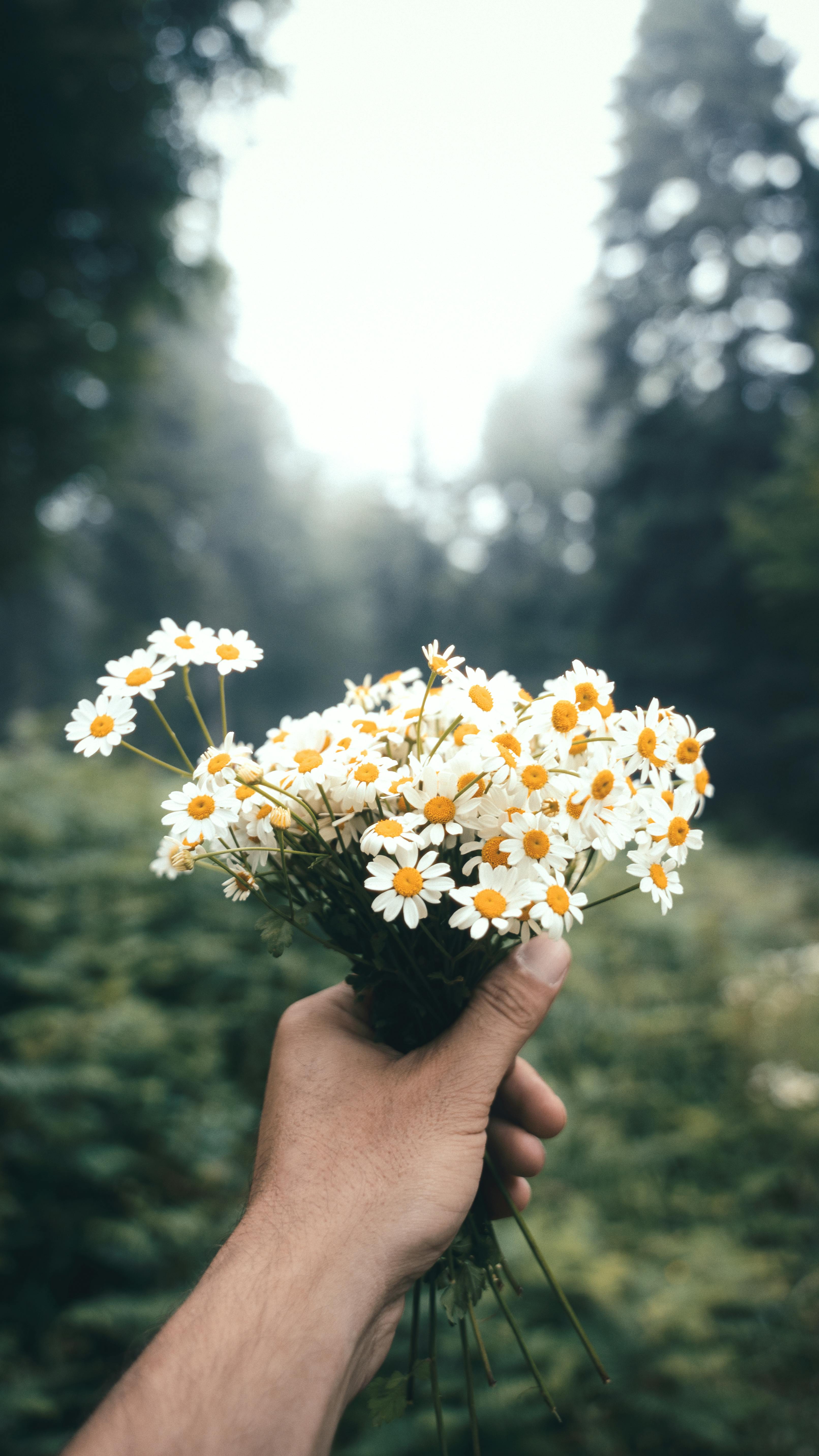 La main d'un homme tenant des marguerites | Source : Pexels