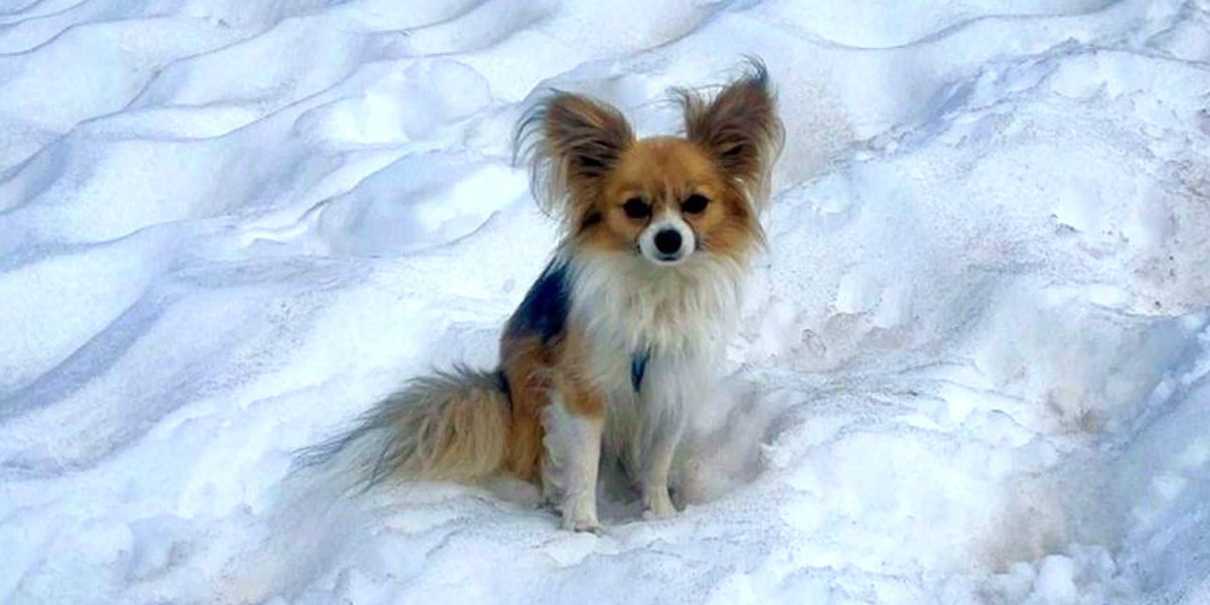 Un chihuahua | Source : x.com/TheTorontoSun