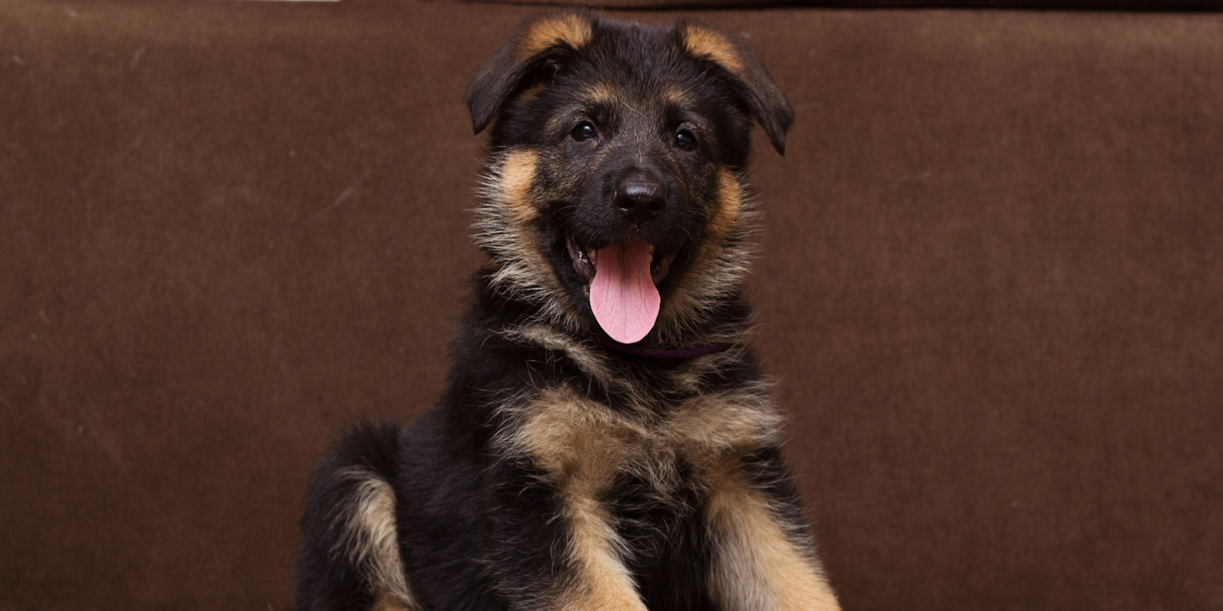 Un chiot heureux | Source : Shutterstock