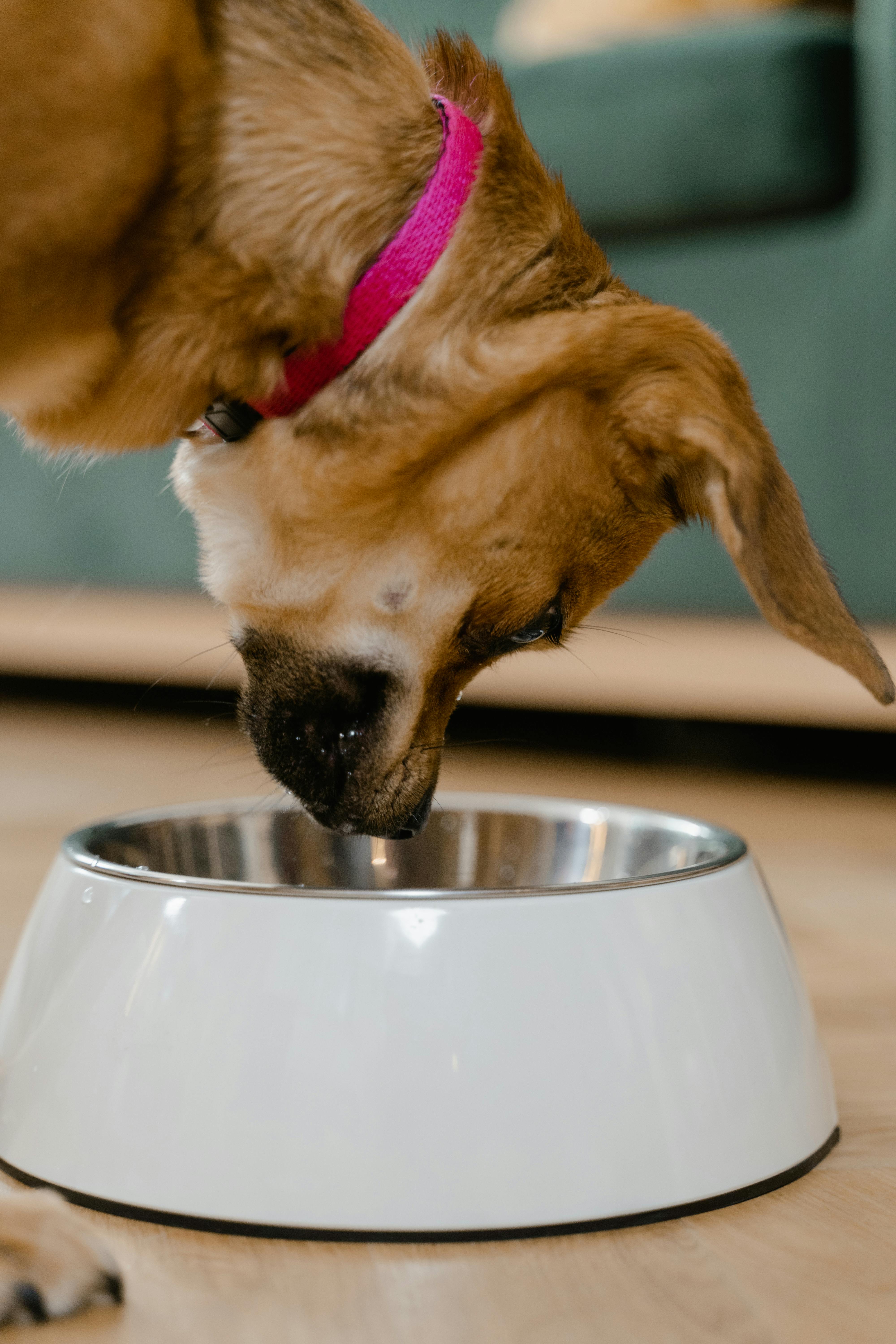 Gros plan d'un chien mangeant dans une gamelle | Source : Pexels
