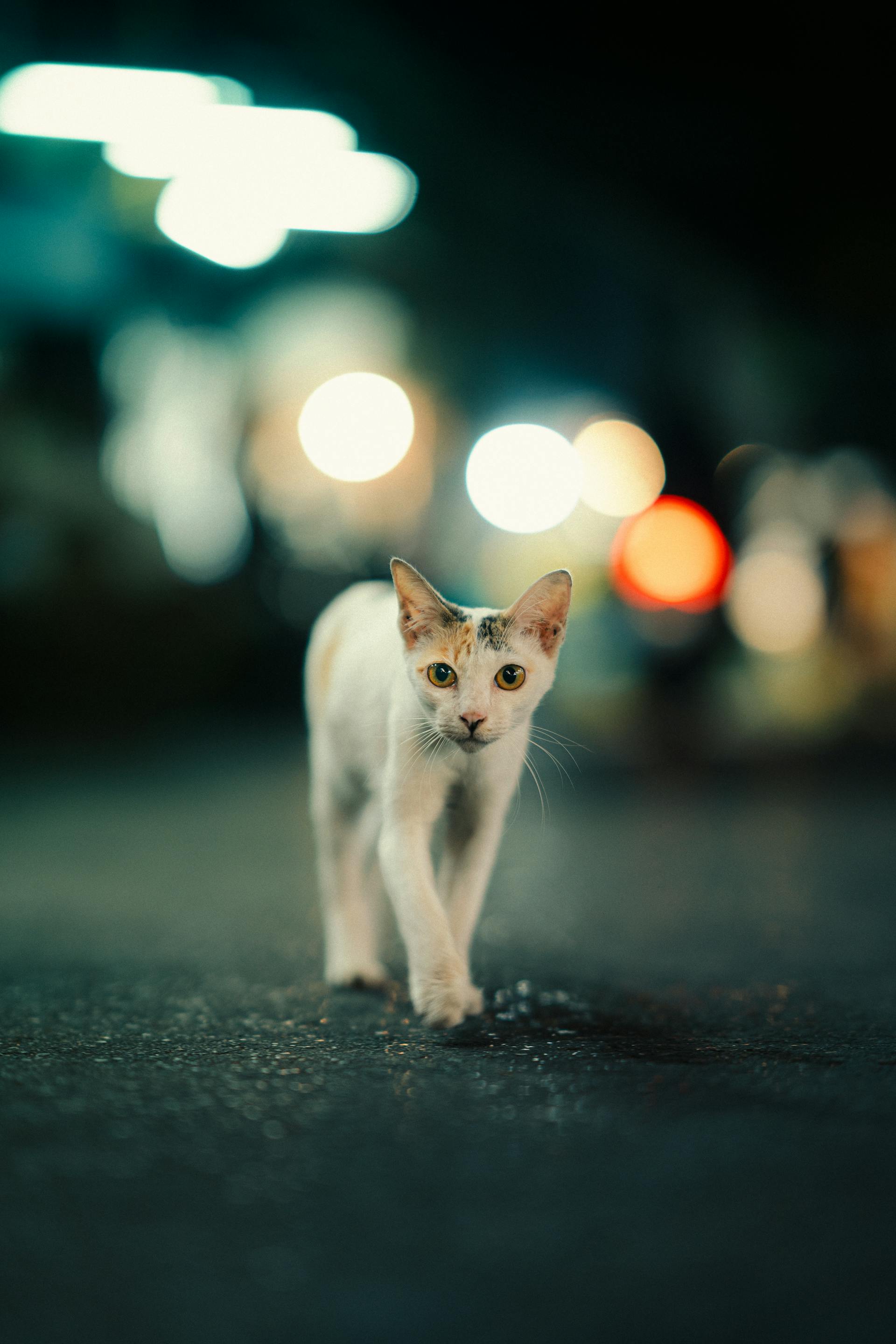 Un chat marchant dans la rue la nuit | Source : Pexels