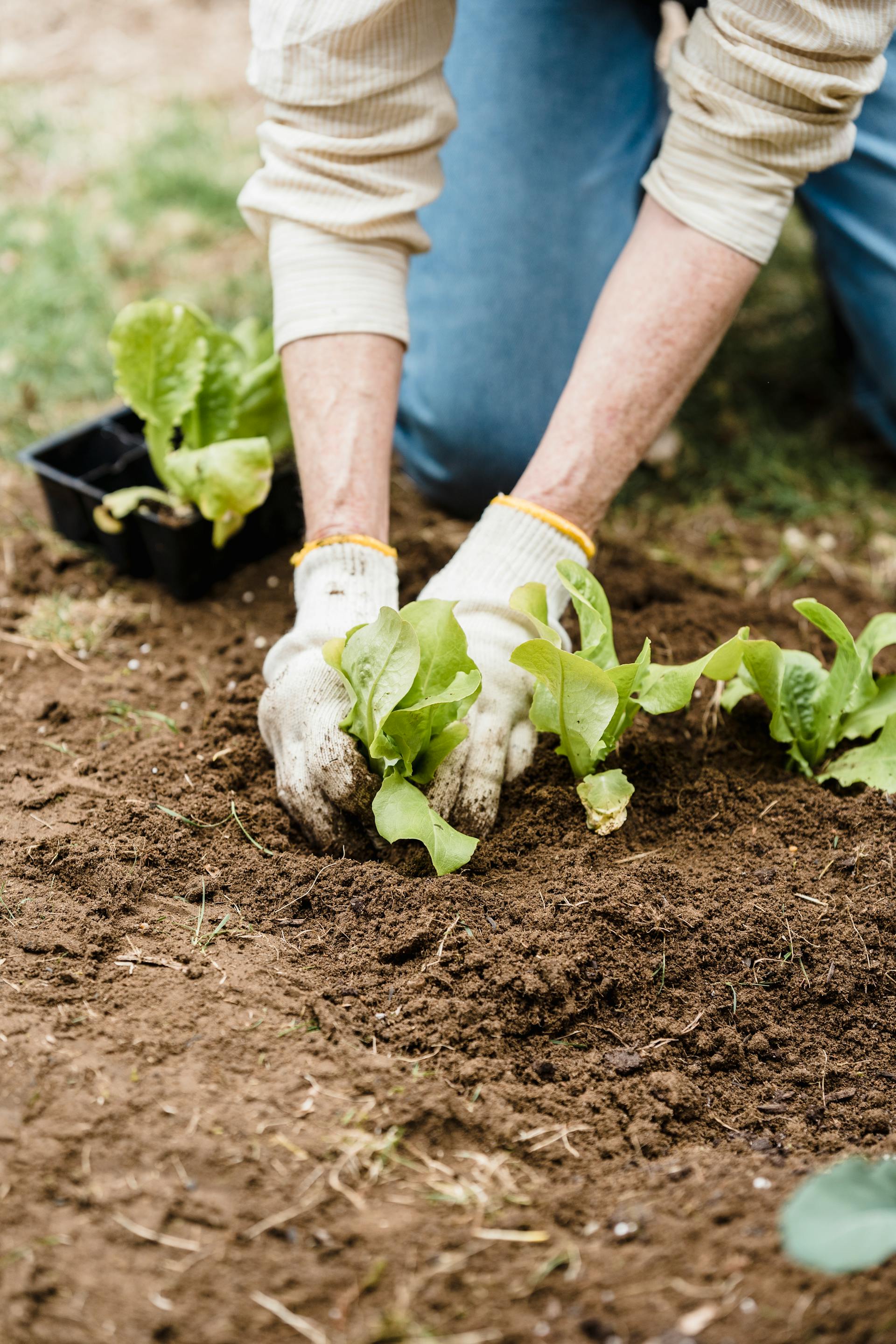 Gros plan sur une personne qui s'occupe des plantes de son jardin | Source : Pexels