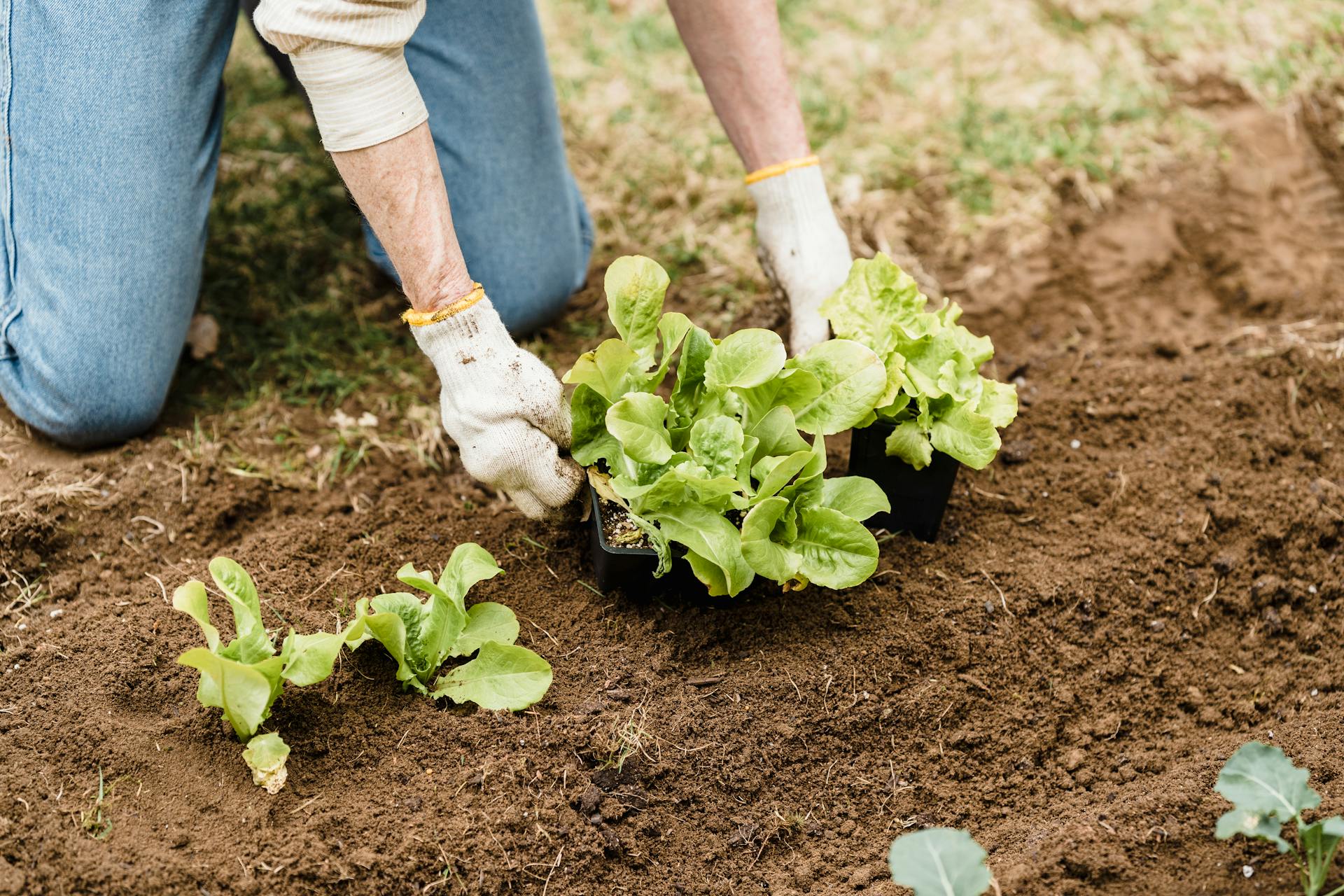 Une femme qui fait du jardinage | Source : Pexels