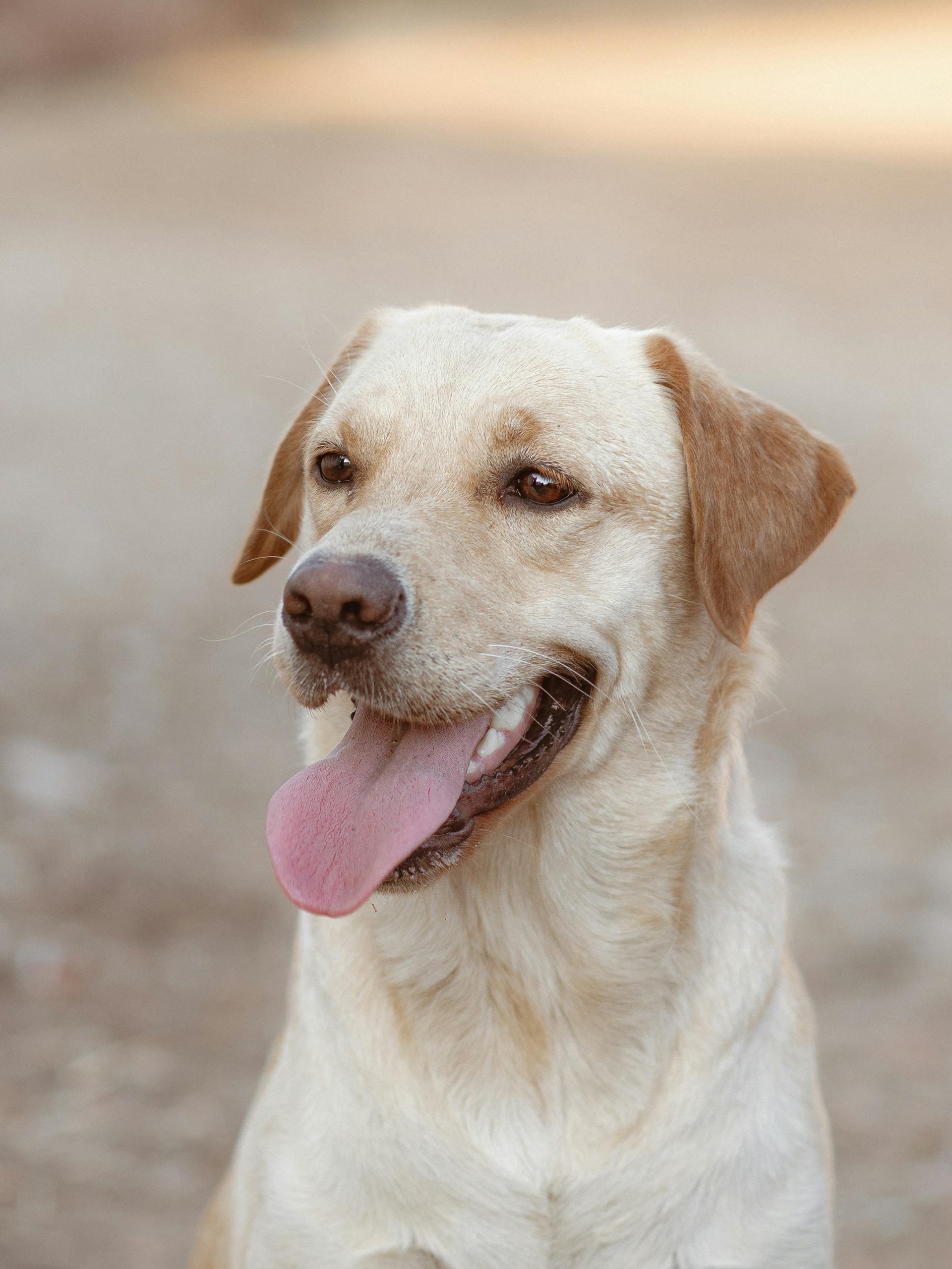Un chien debout à l'extérieur | Source : Pexels