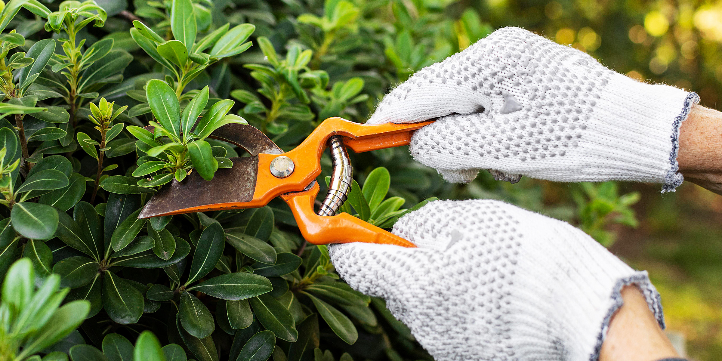 Gros plan de mains gantées coupant des feuilles avec un sécateur | Source : Freepik