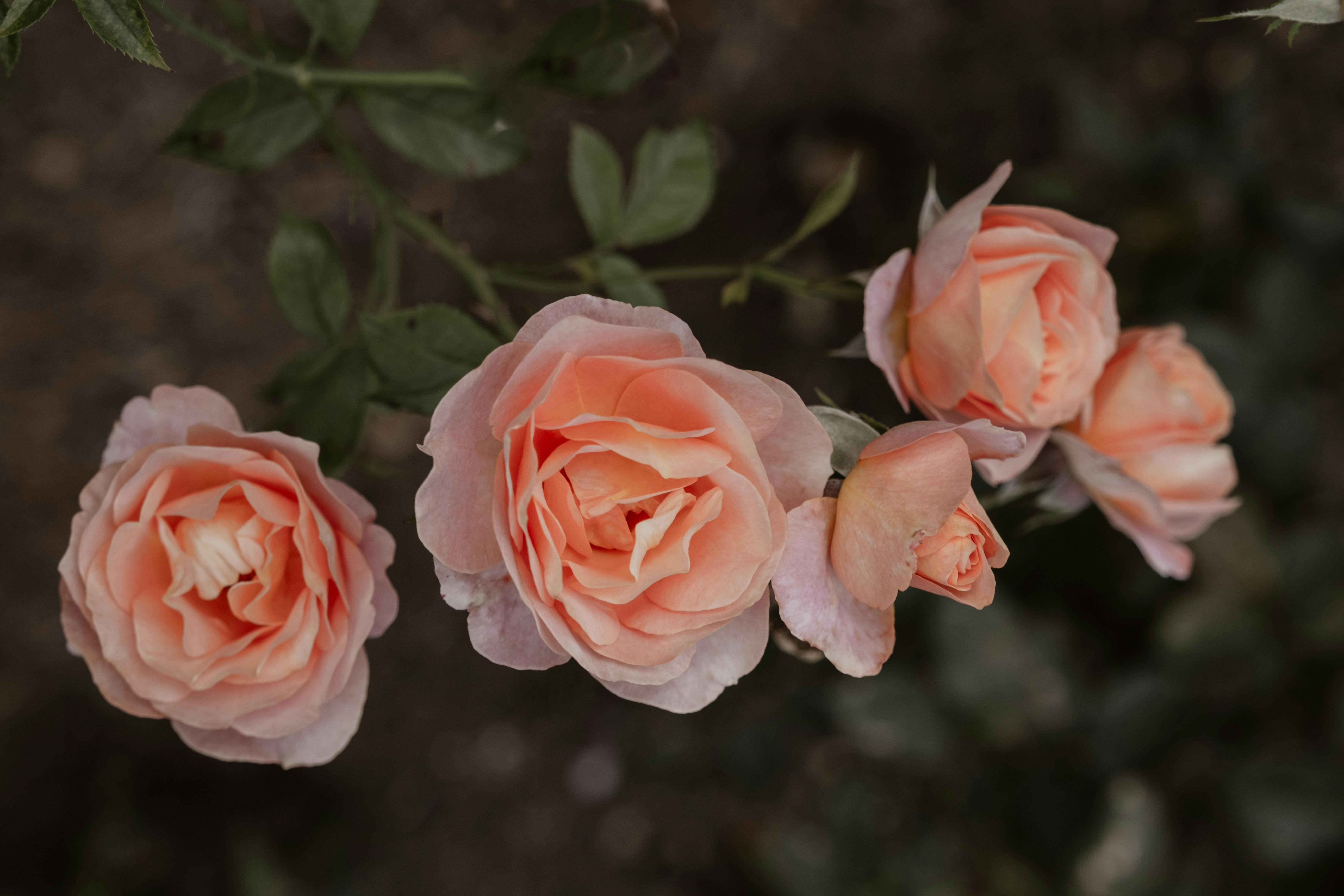 Roses en fleurs | Source : Pexels