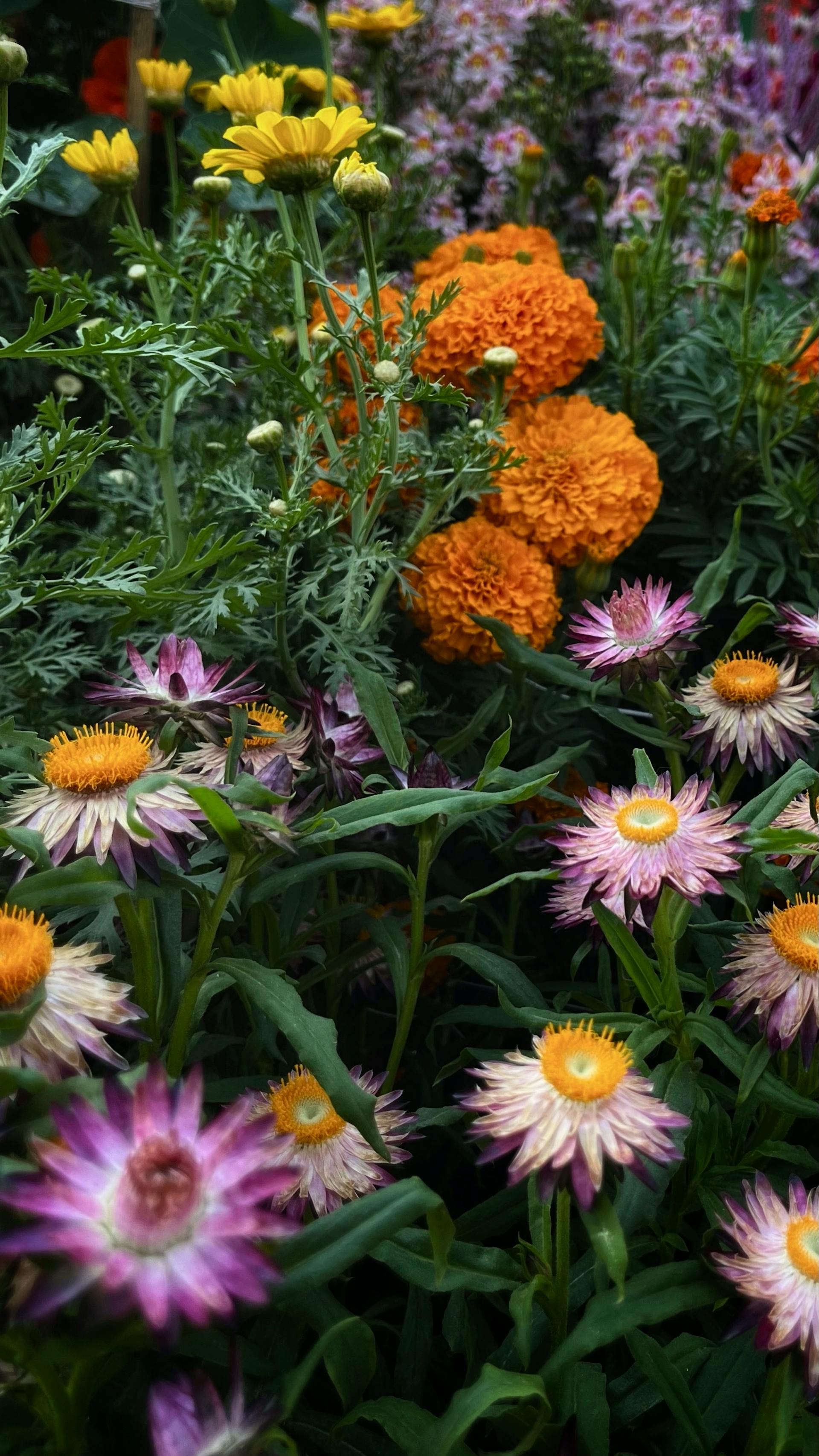 Des soucis et des marguerites fleurissent dans un jardin | Source : Pexels