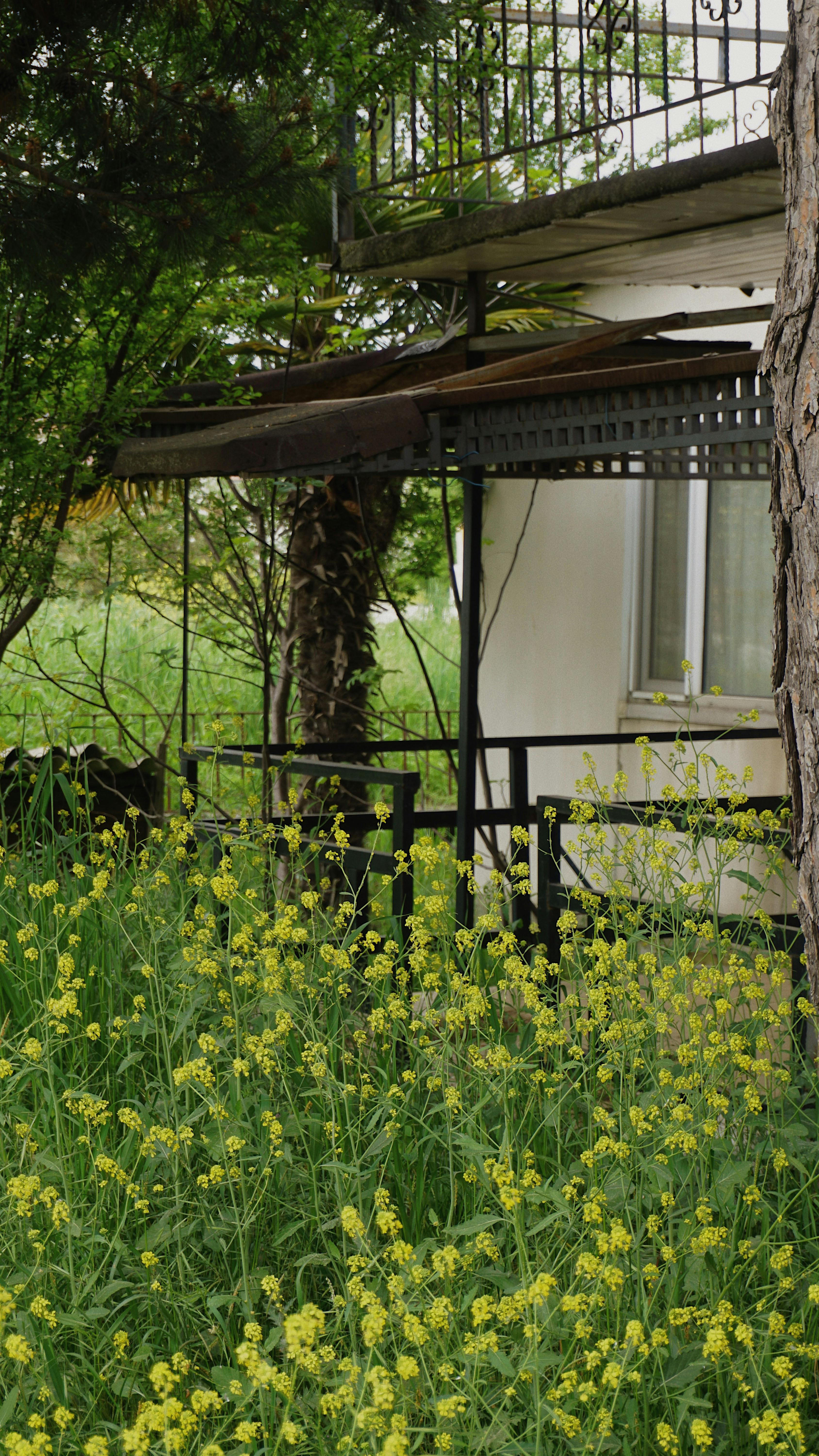 Un jardin envahi par la végétation | Source : Pexels