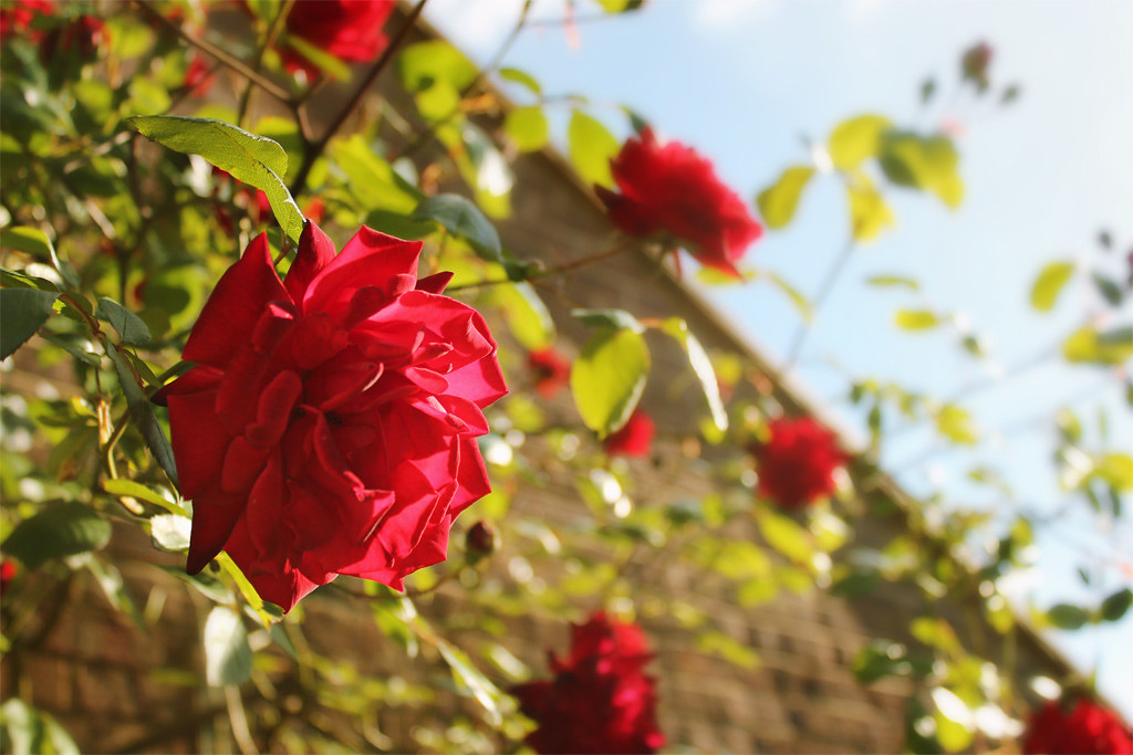 Roses dans un jardin | Source : Flickr