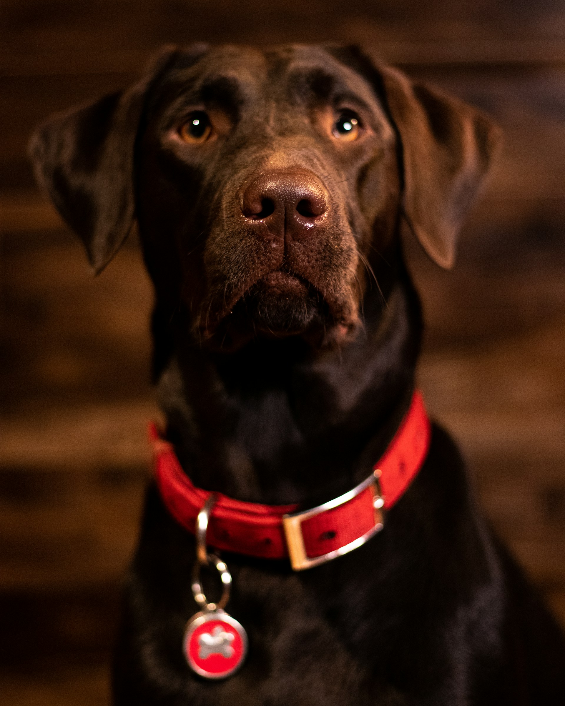 Un adorable chien avec un collier rouge | Source : Unsplash