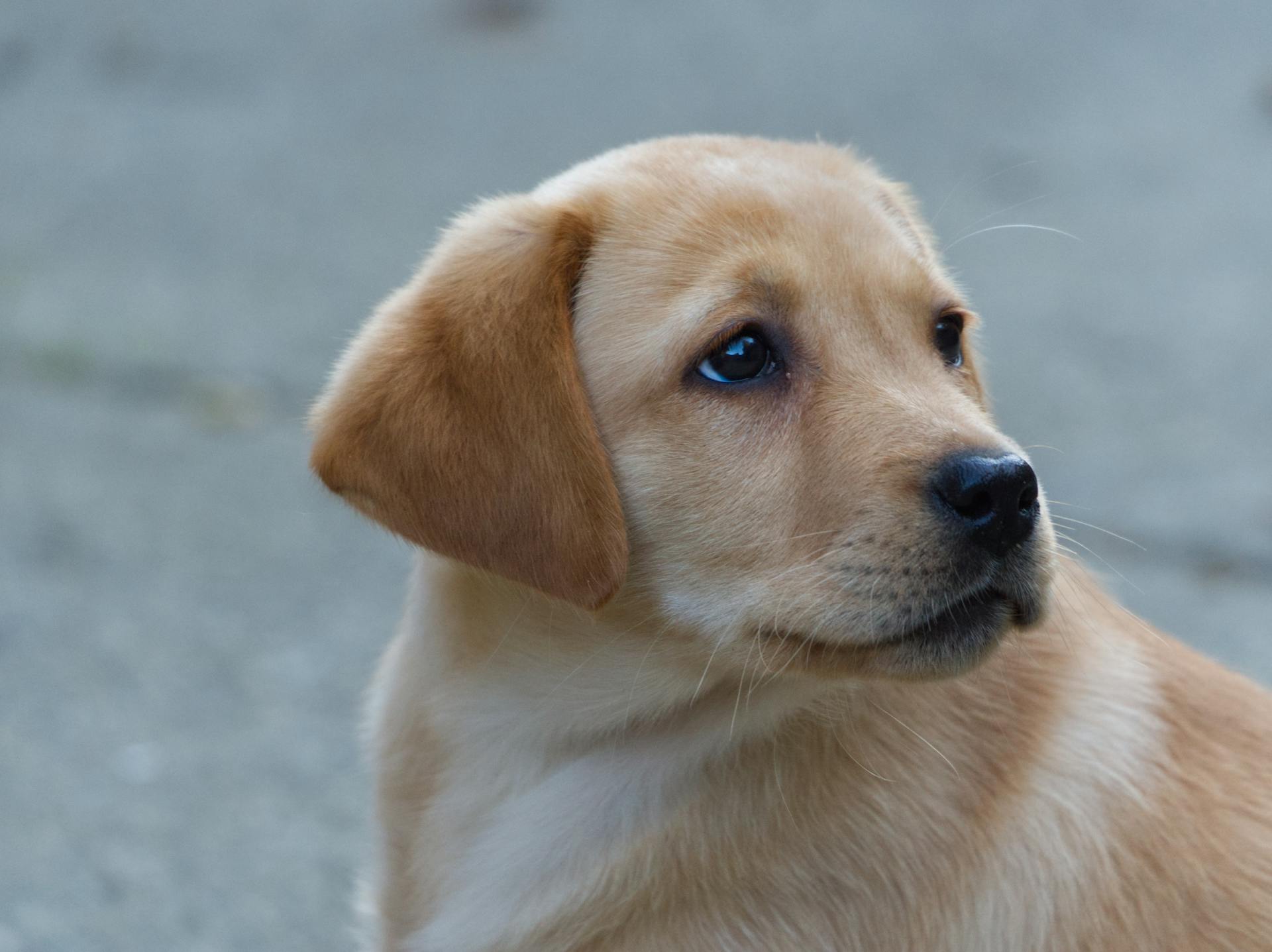 Un chiot | Source : Pexels