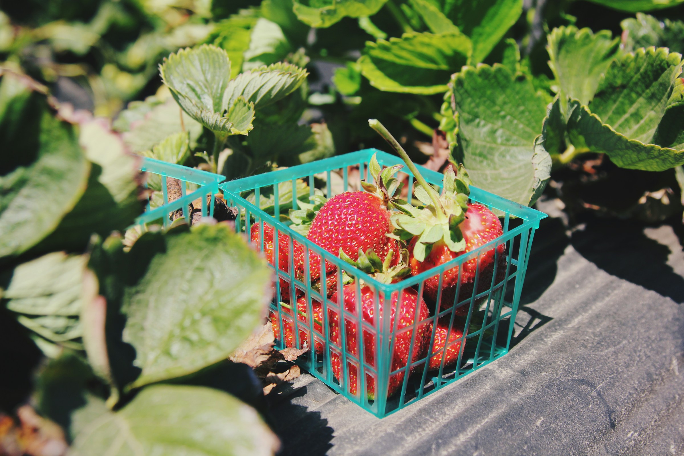 Des fraises | Source : Unsplash