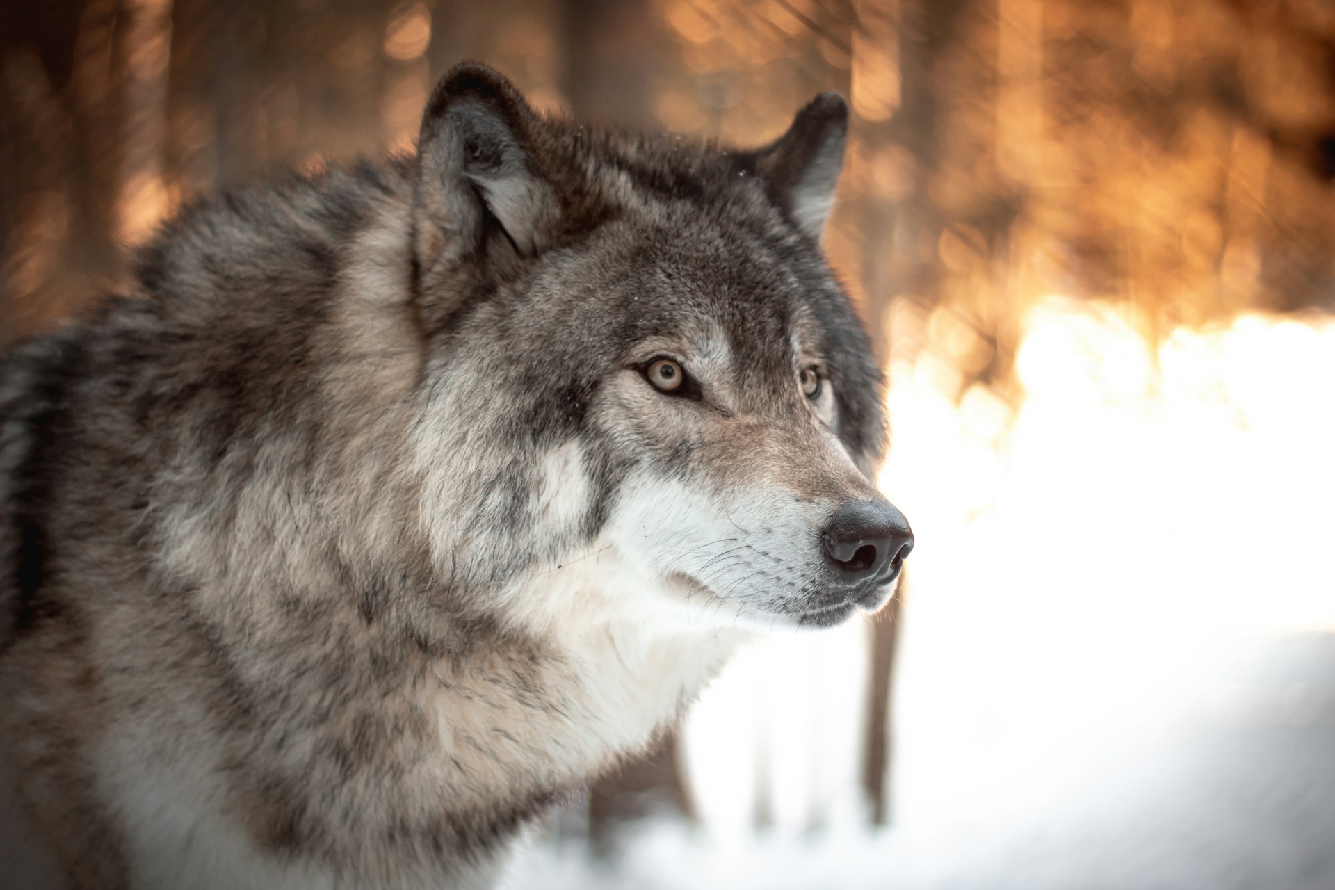 Un loup | Source : Unsplash