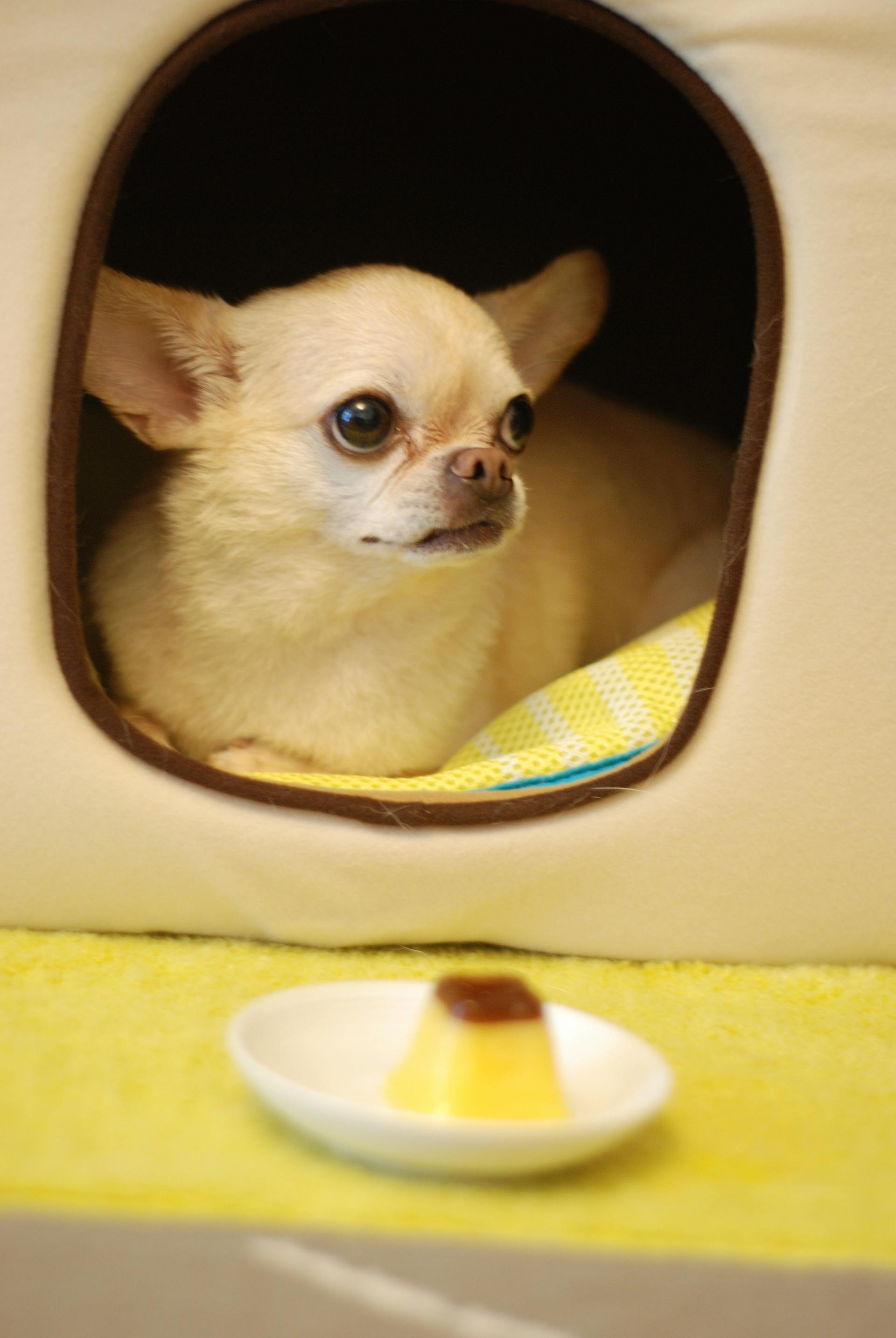Un chihuahua blanc | Source : Pexels