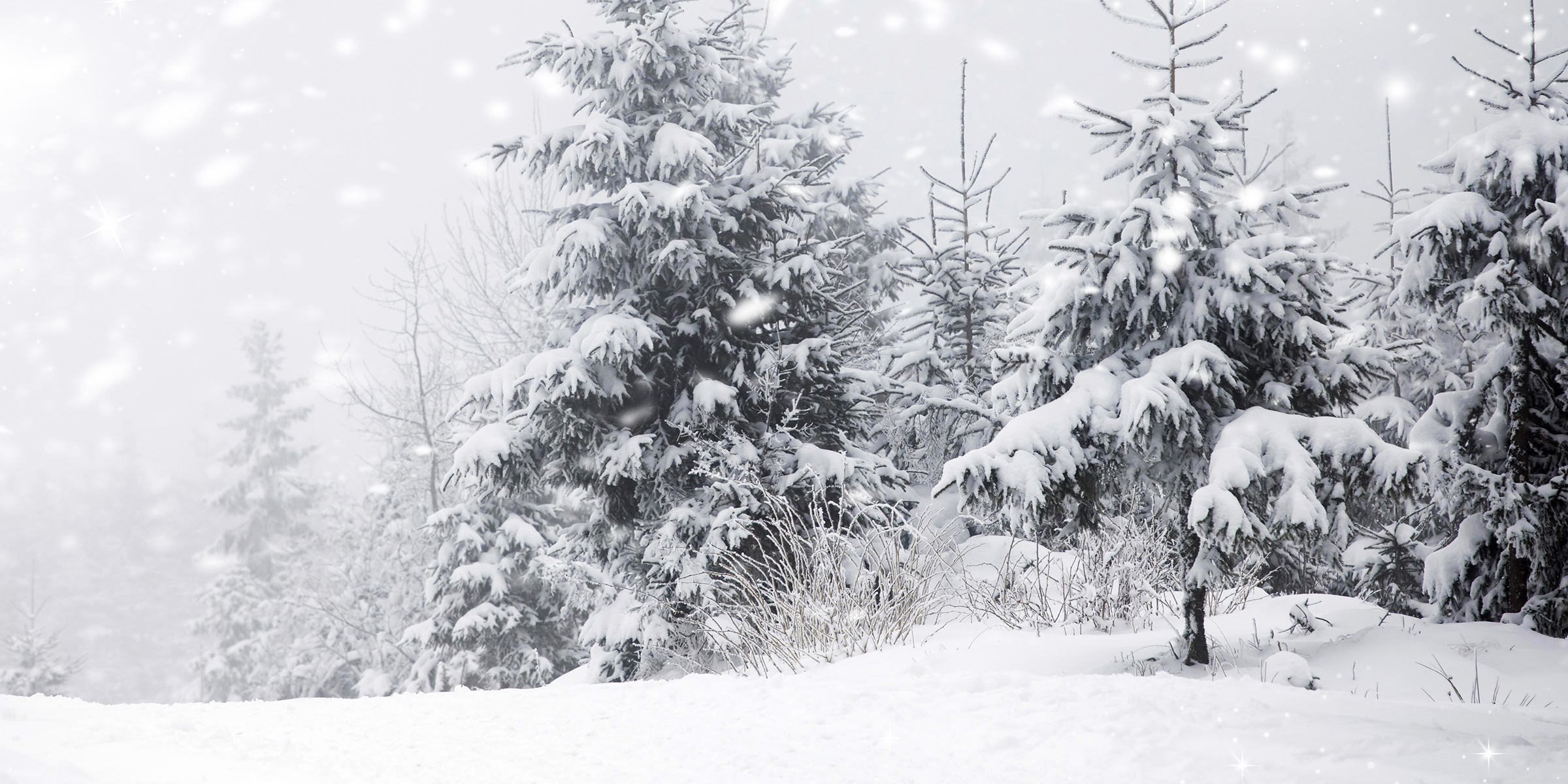 Terre et arbres recouverts de neige | Source : Shutterstock