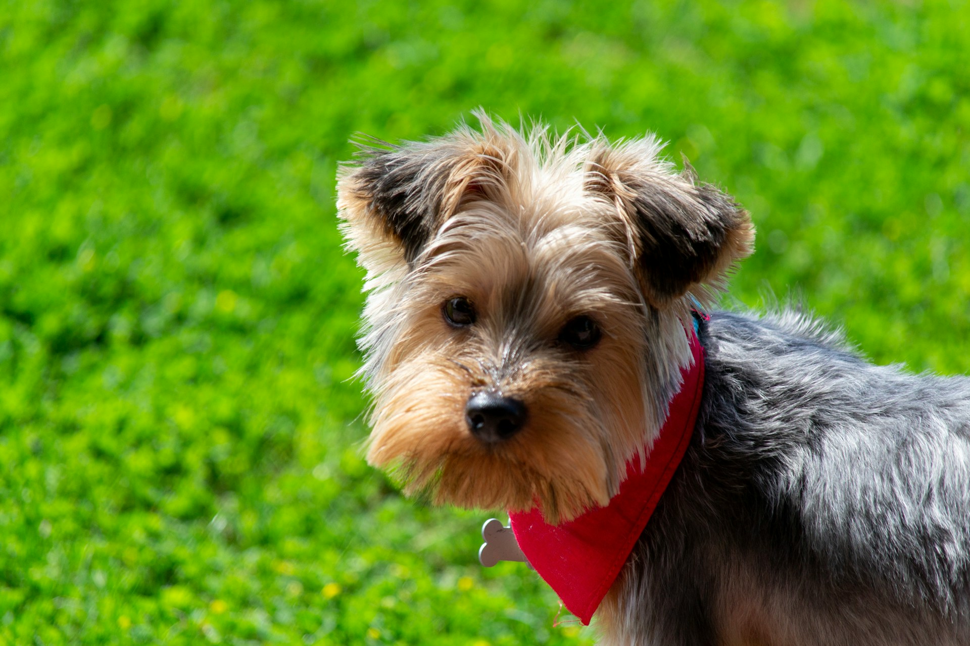 Un chien mignon se tenant sur de l'herbe verte et luxuriante | Source : Unsplash