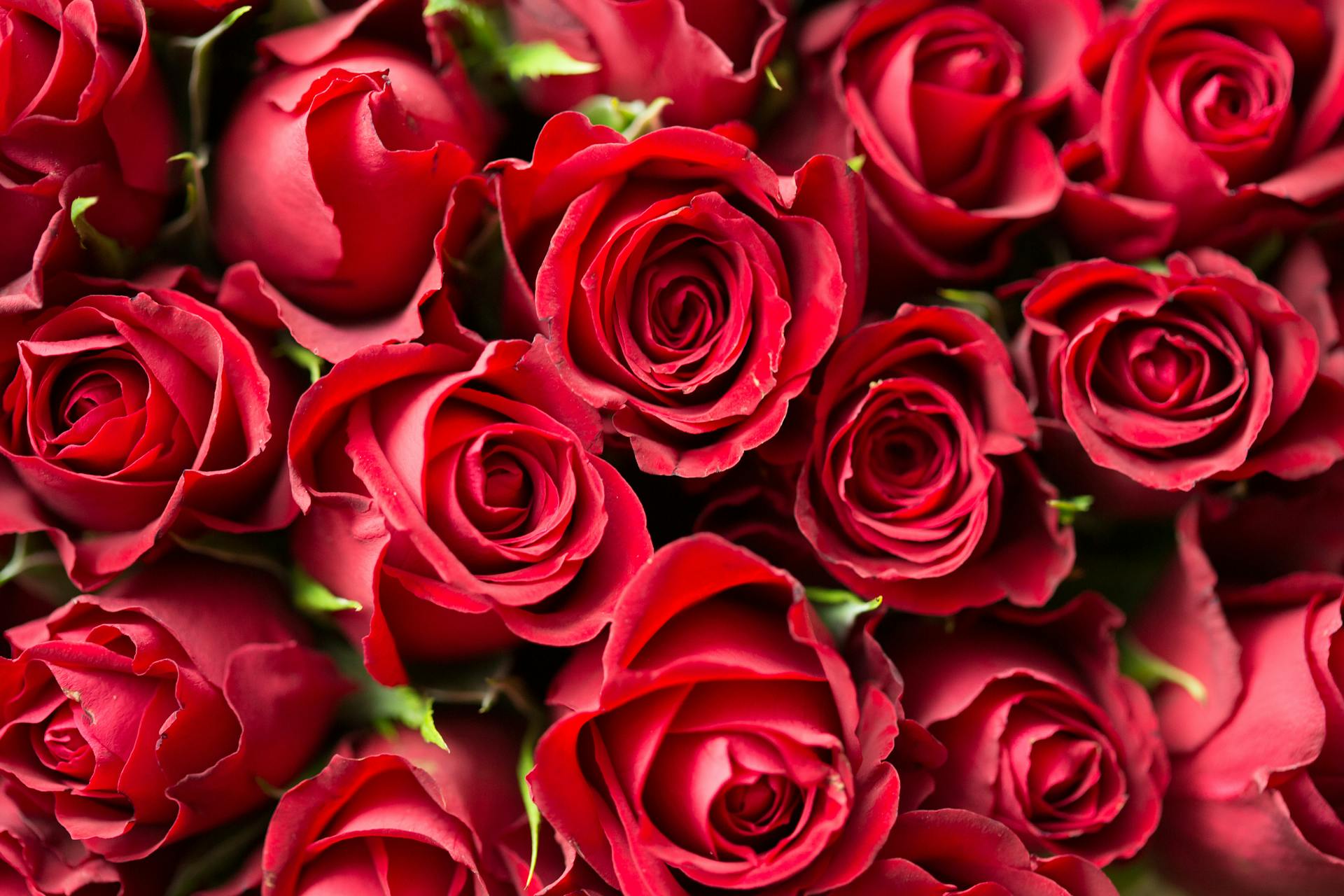 Gros plan sur un bouquet de roses rouges | Source : Pexels