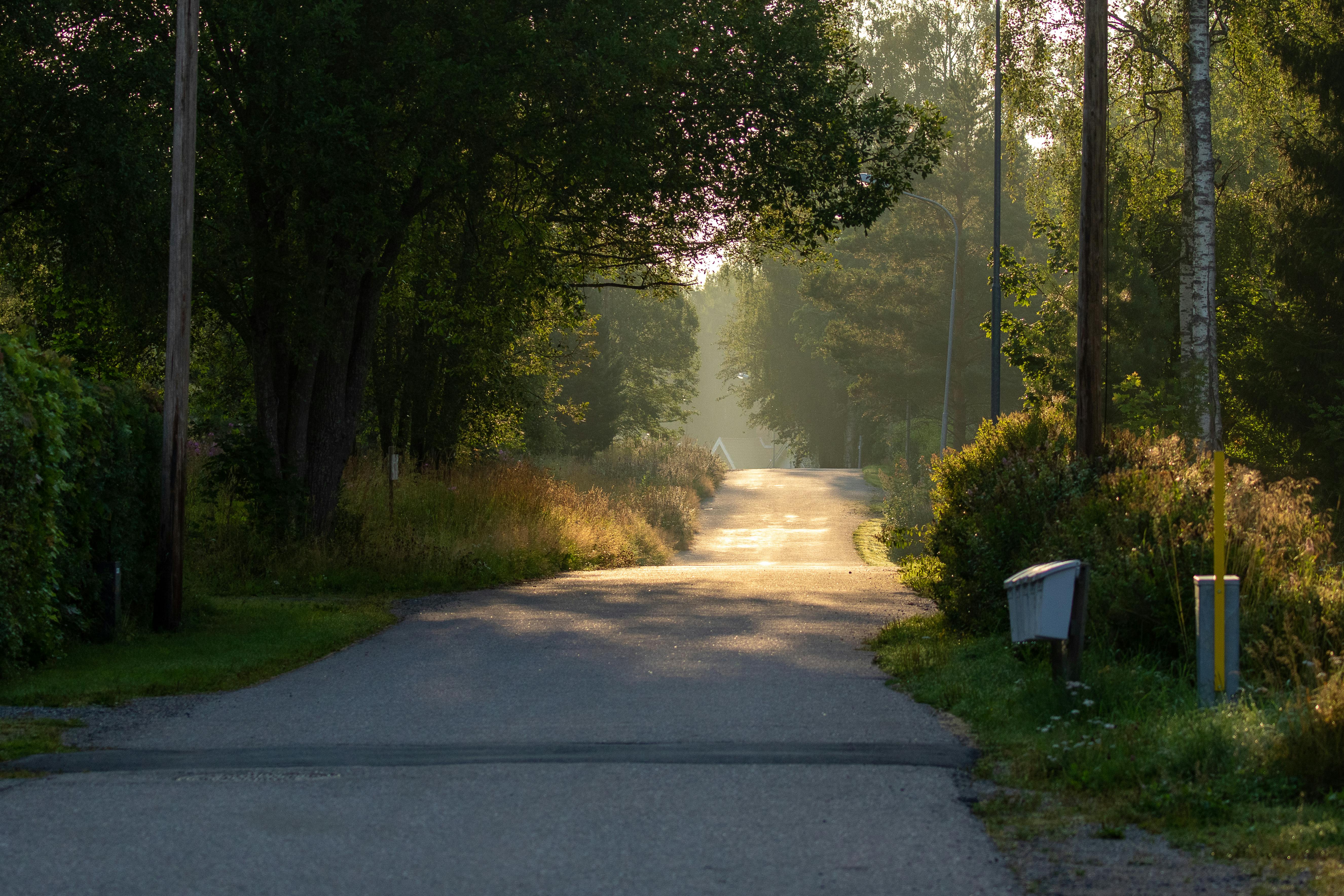 Une route de campagne avec des arbres sur les côtés | Source : Pexels