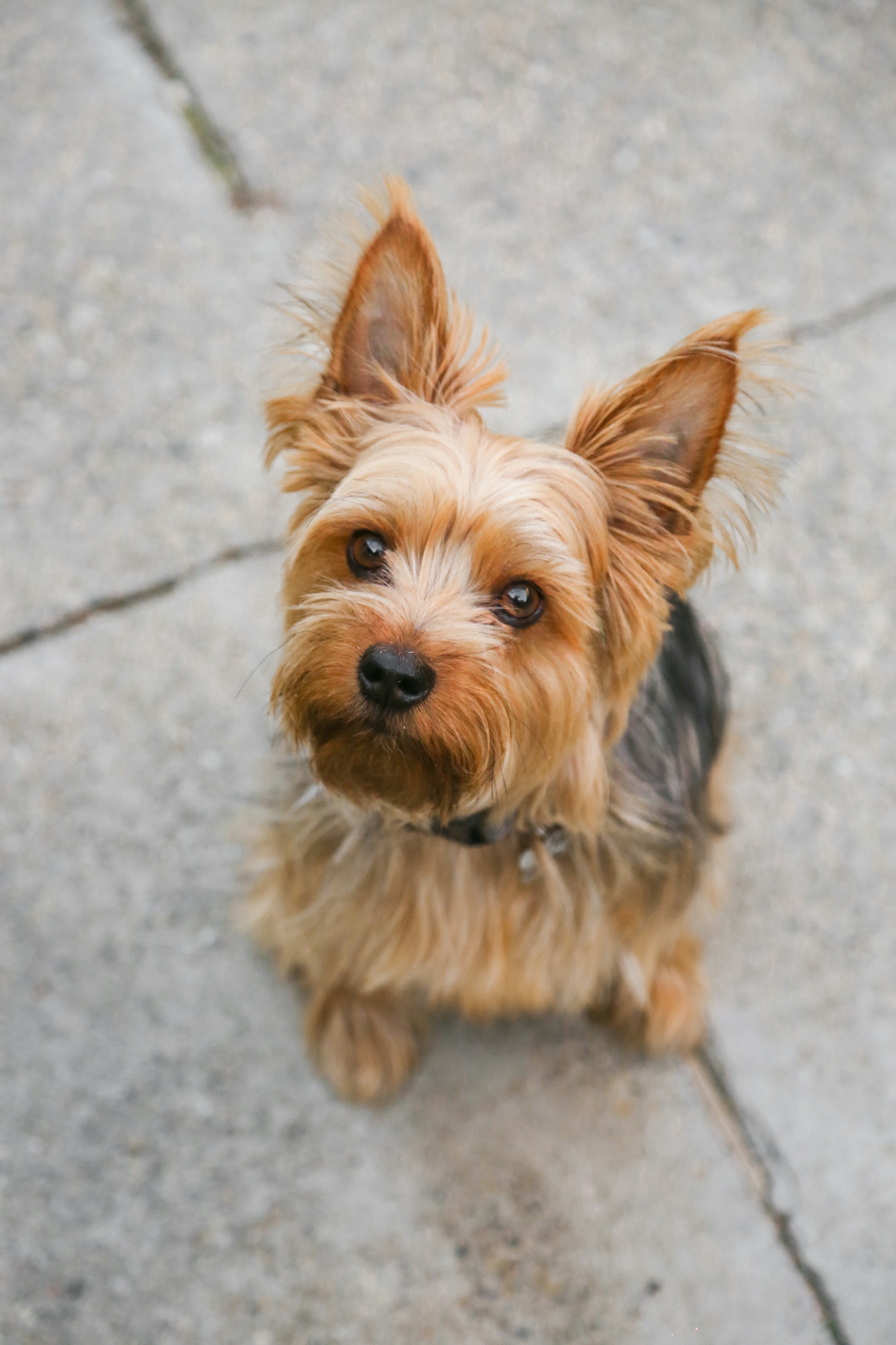 Un adorable chien assis sur le sol et qui regarde fixement | Source : Unsplash