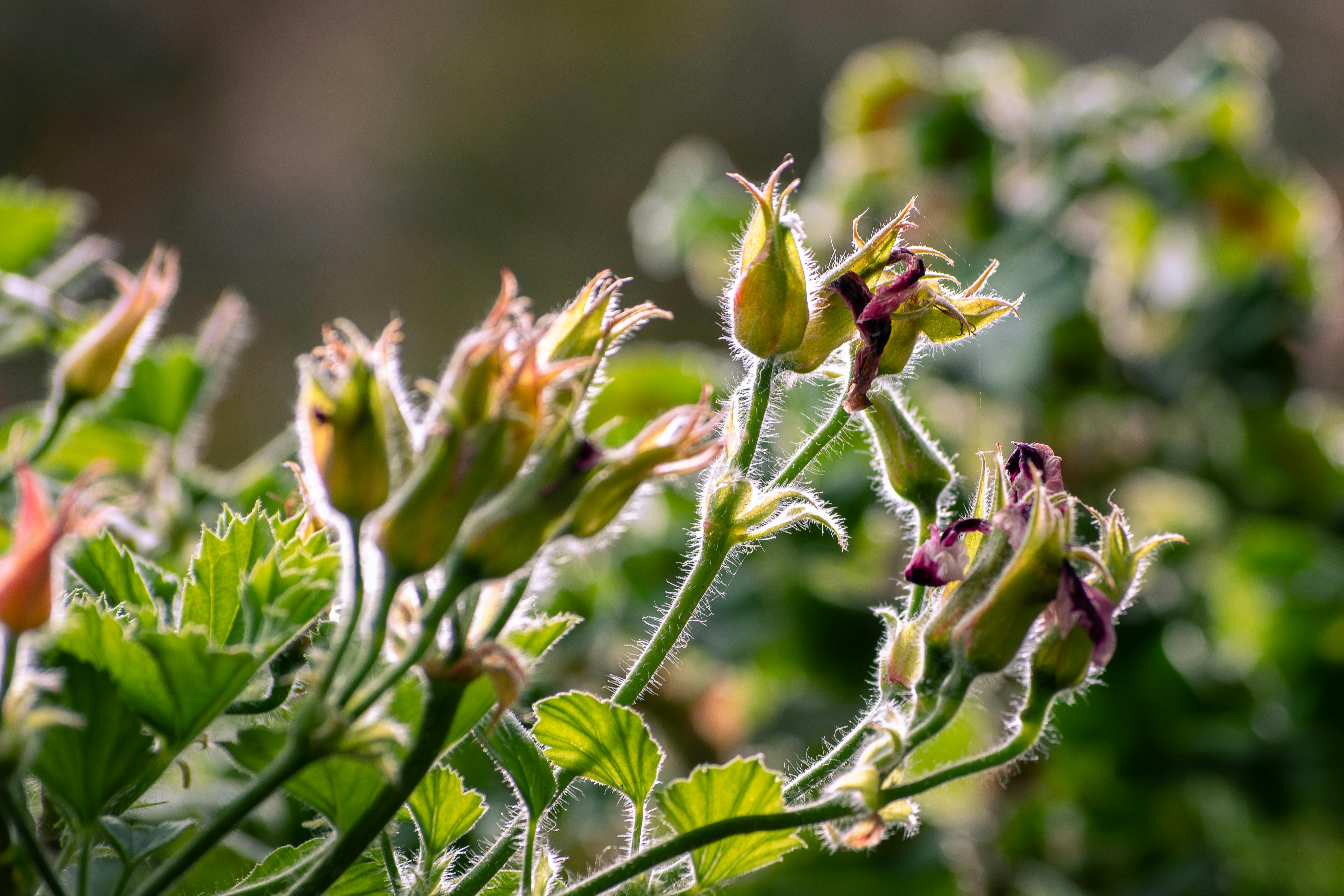 Des bourgeons de rosier | Source : Pexels