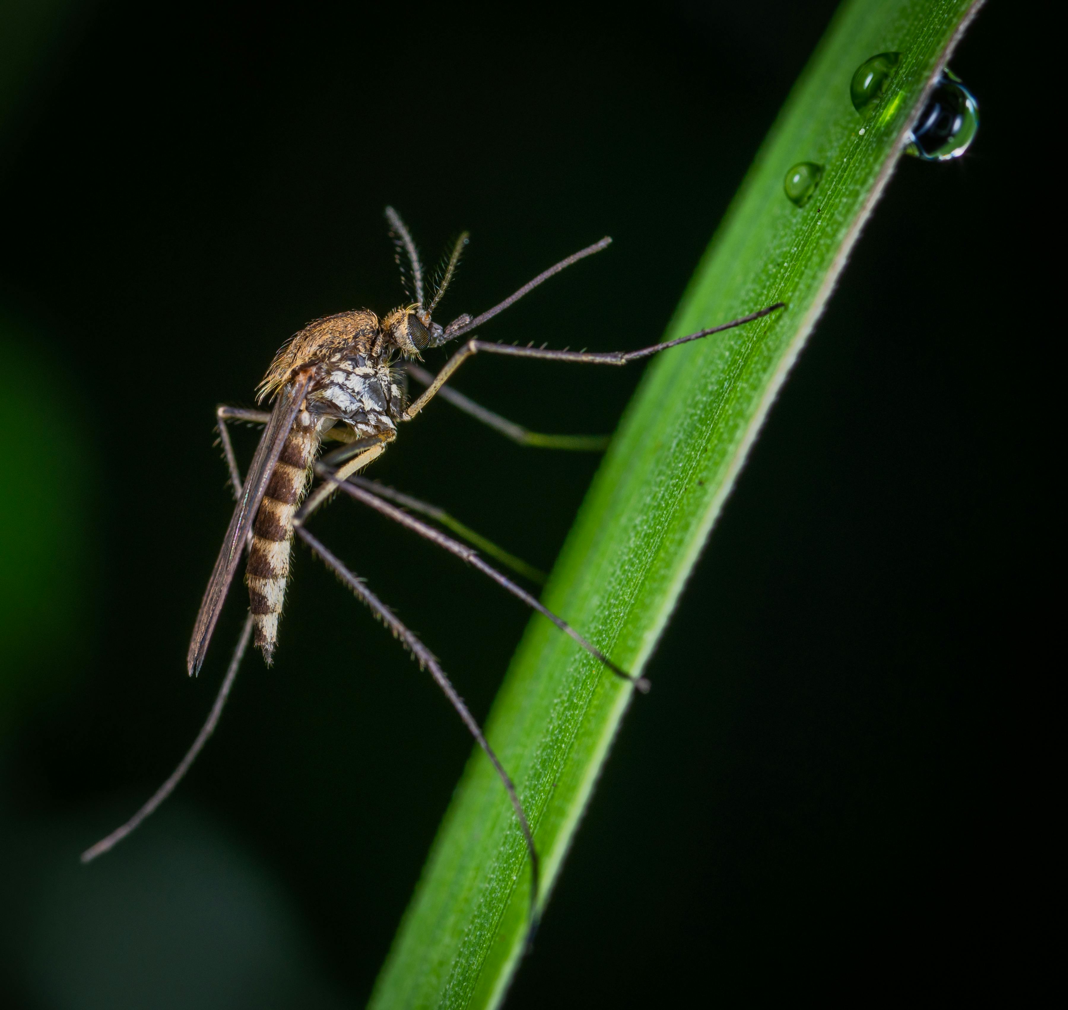 Moustique perché sur la tige d'une plante. | Source : Pexels