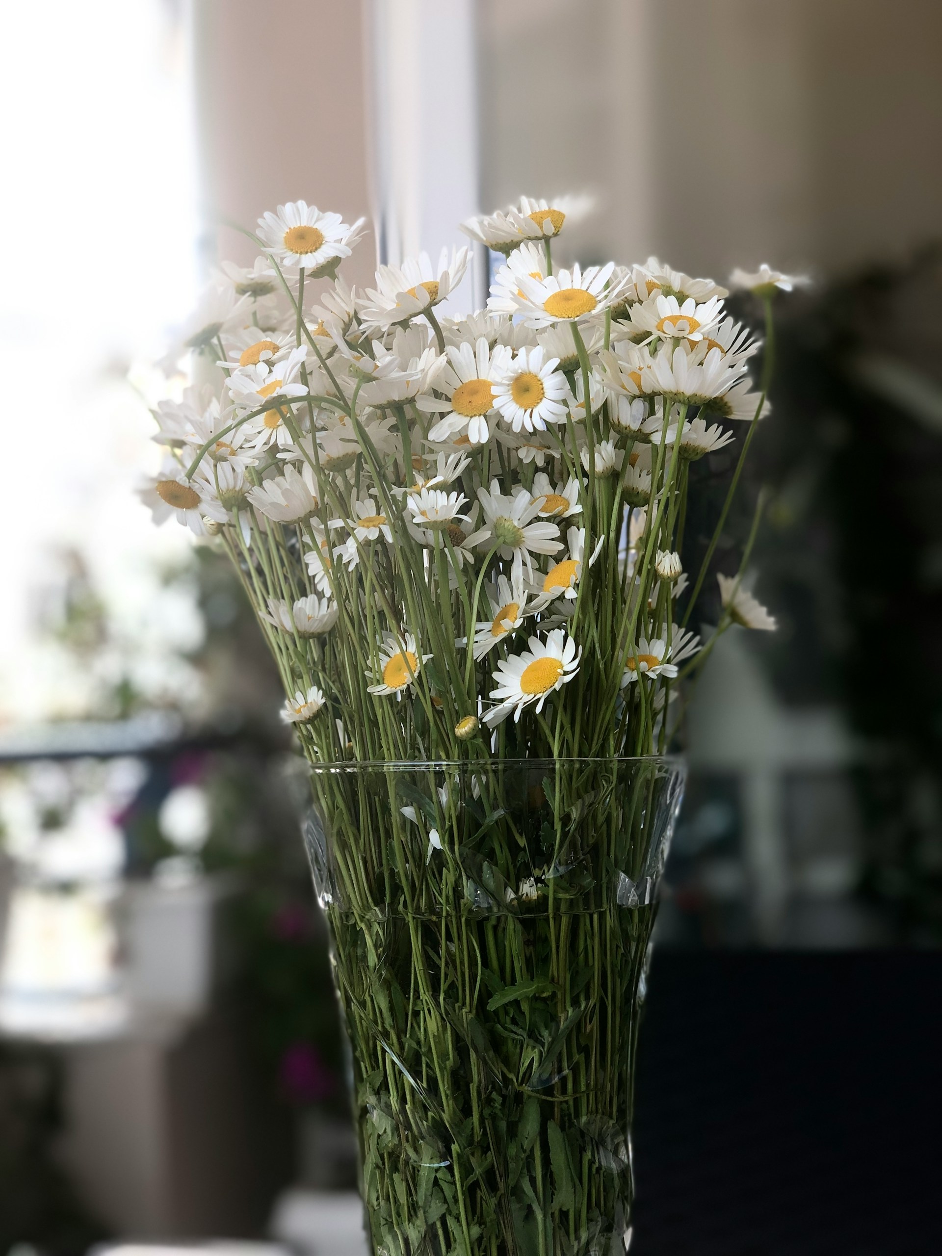 Marguerites blanches dans un vase | Source : Unsplash