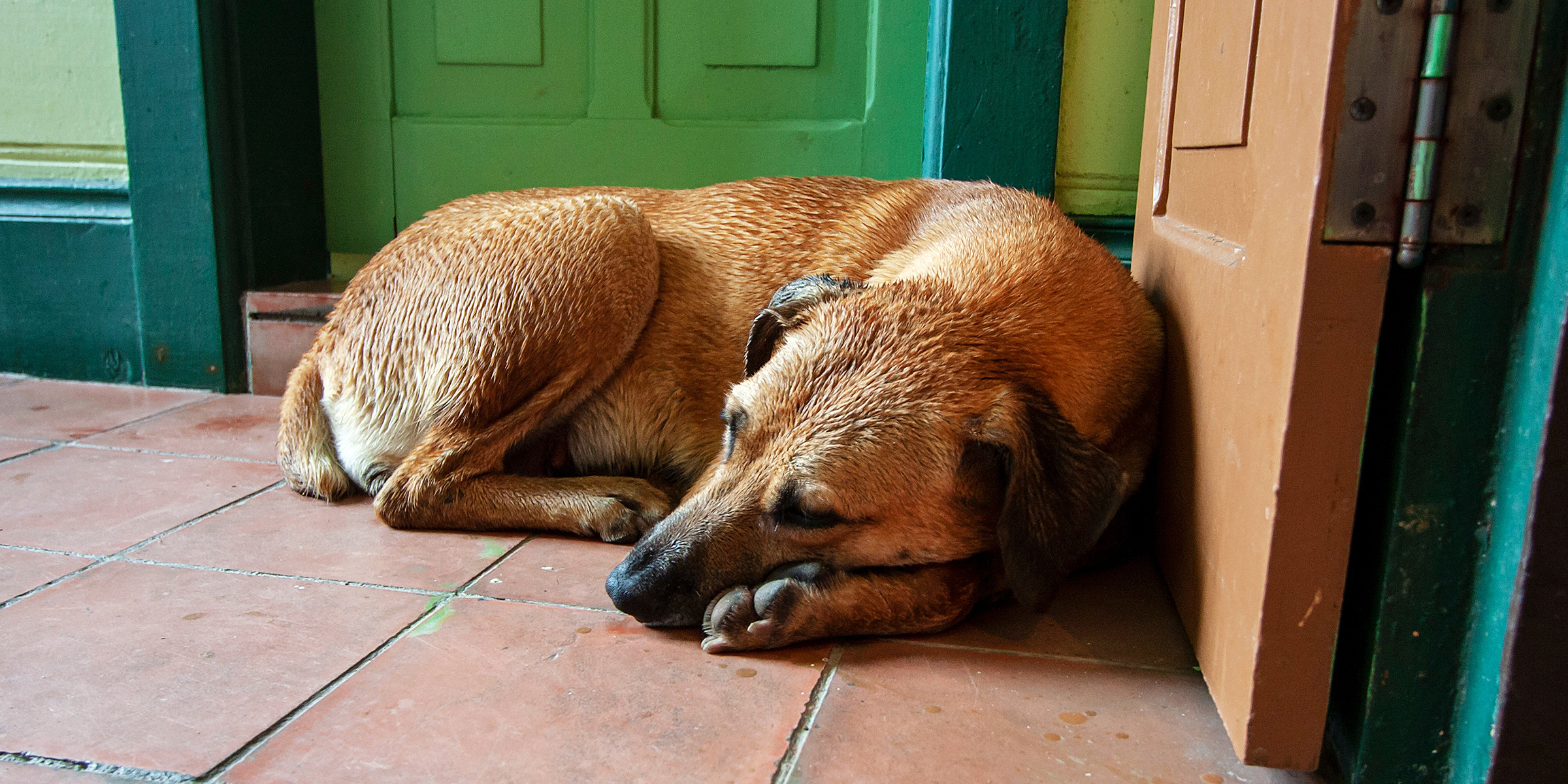 Un chien | Source : Shutterstock