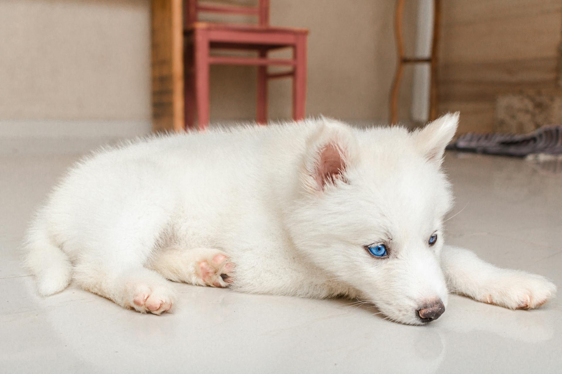 Un Husky sibérien blanc couché sur le sol | Source : Pexels