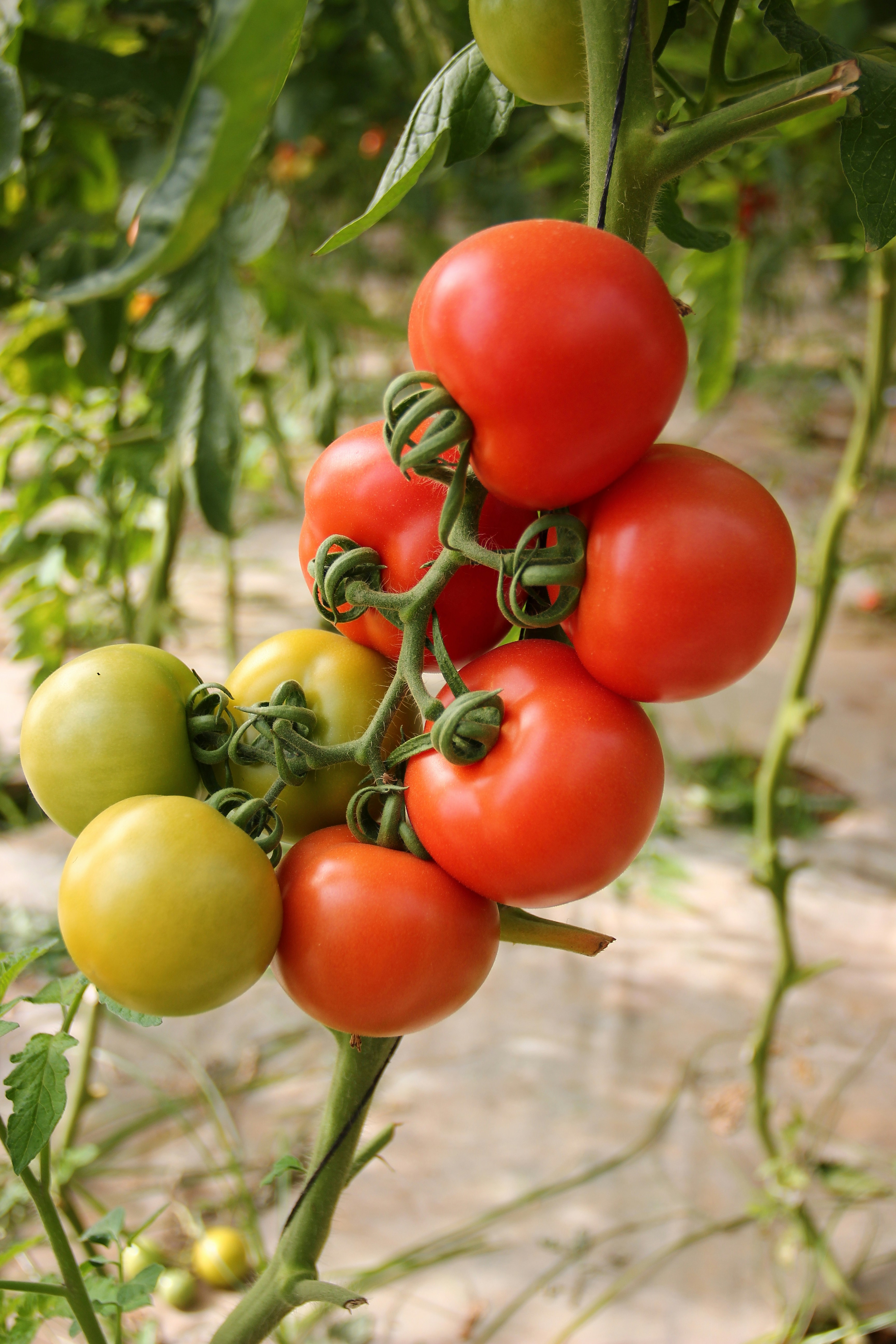 Un plant de tomates fraîches | Source : Unsplash