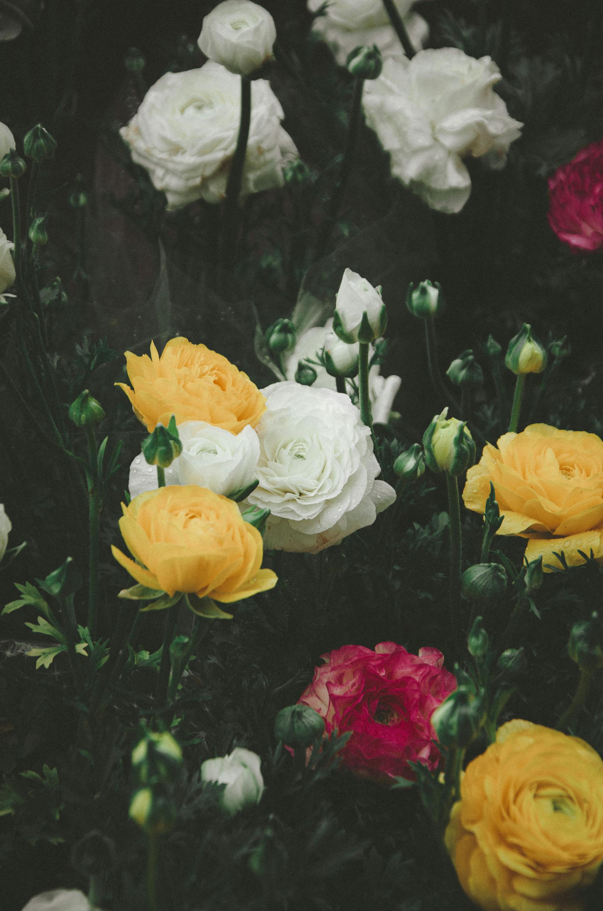 Roses colorées poussant dans un jardin | Source : Pexels