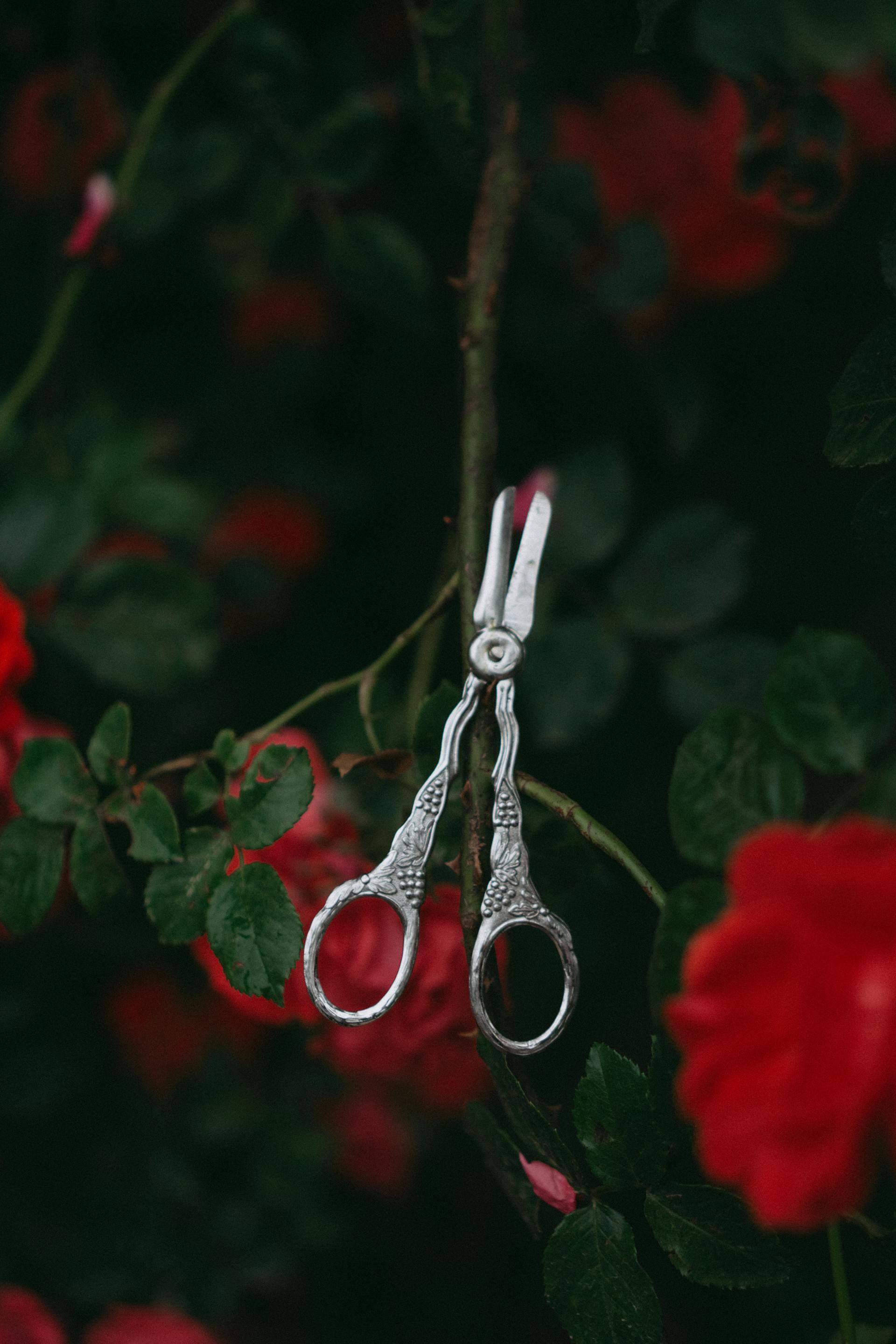 Ciseaux rétro sur des rosiers dans un jardin | Source : Pexels