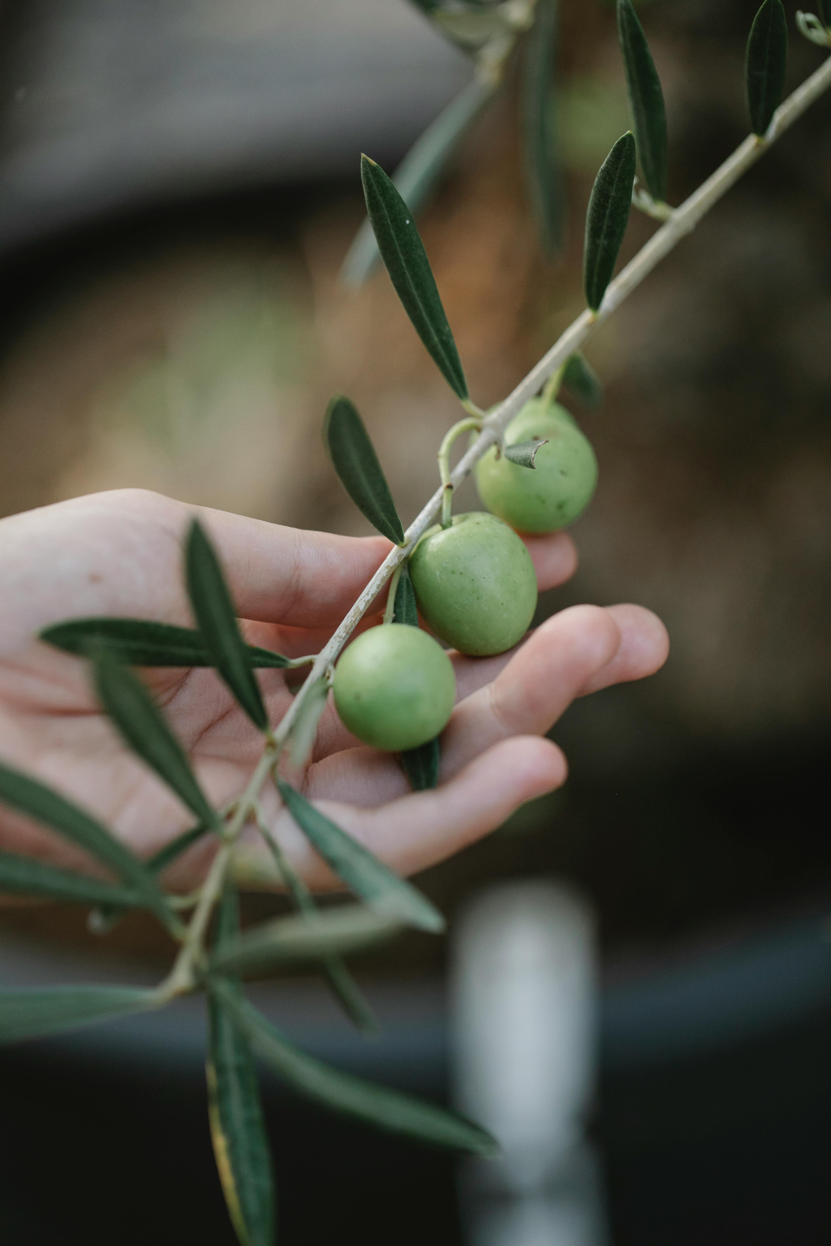Une branche d'olivier | Source : Pexels