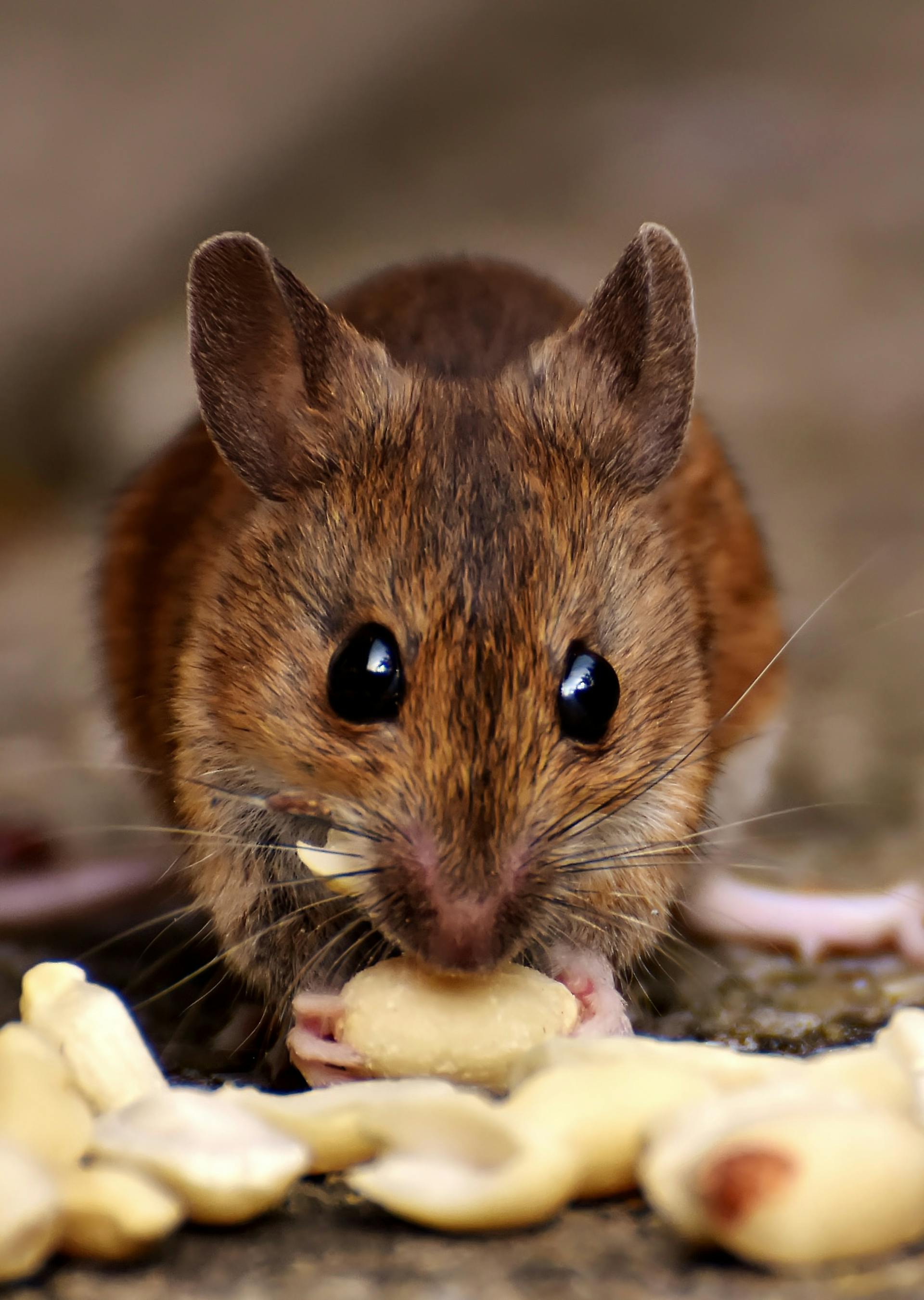 Un rat brun mangeant de la nourriture | Source : Pexels