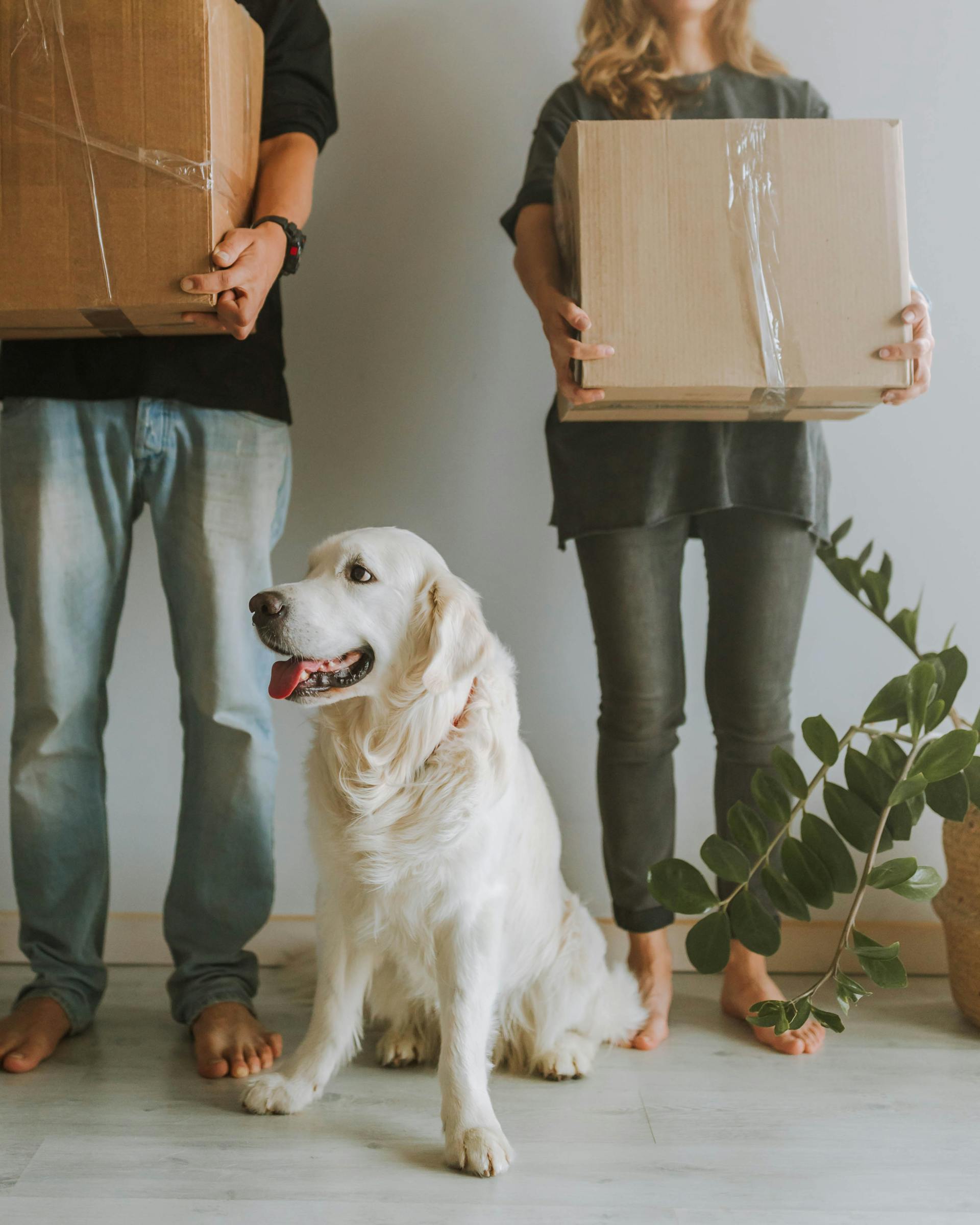 Un chien assis à côté d'un couple tenant des boîtes | Source : Pexels