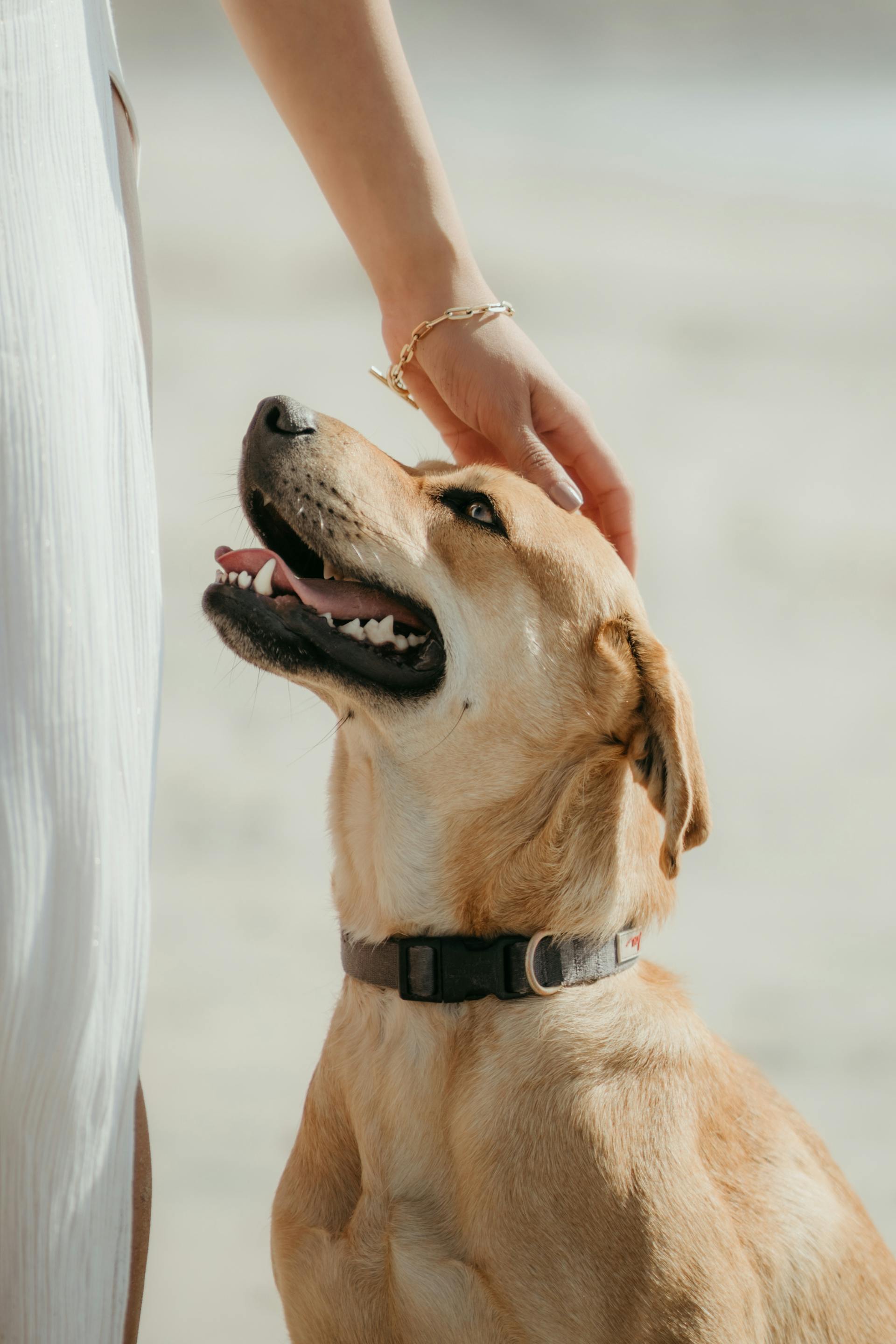 Une femme caressant un chien | Source : Pexels