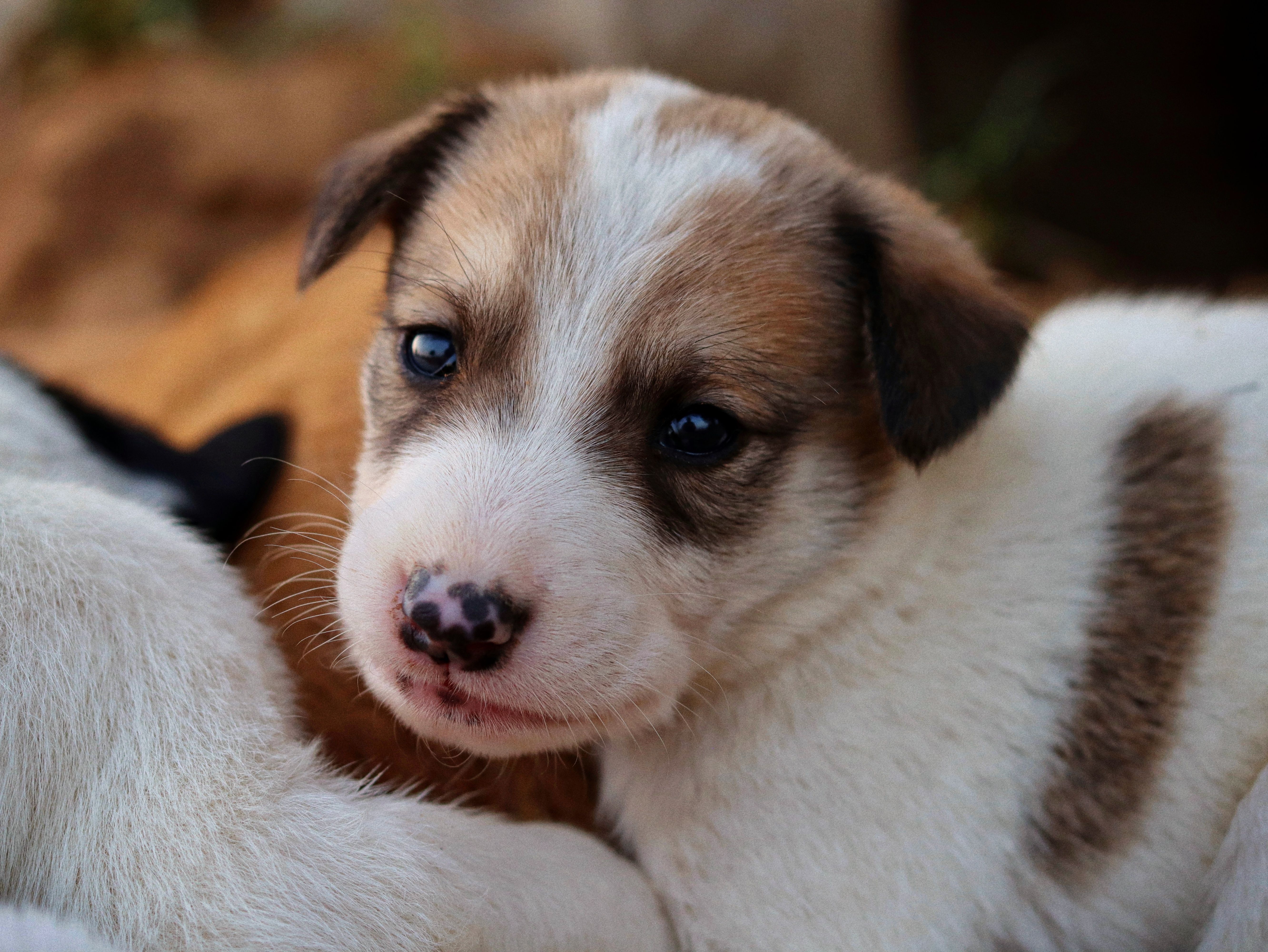 Un petit chiot aux yeux marron | Source : Pexels