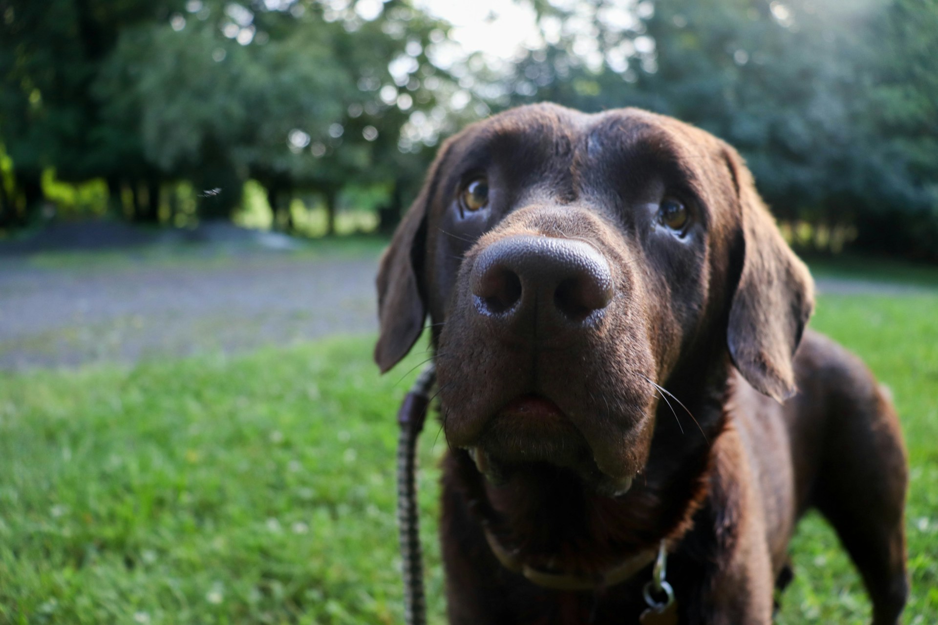 Gros plan sur un mignon chien brun | Source : Unsplash
