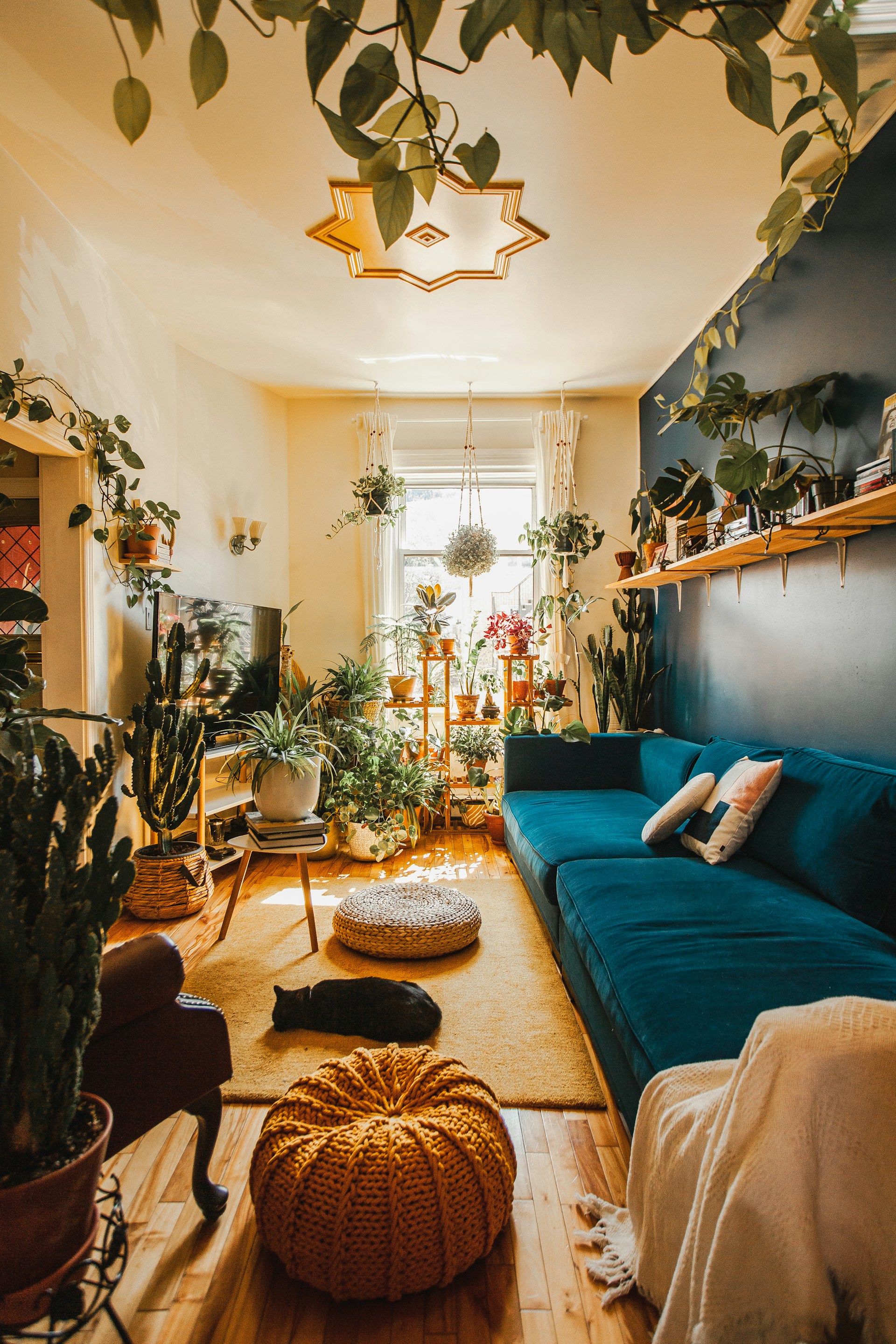 Un adorable chat noir qui dort dans une superbe pièce ornée de plantes et de meubles d'intérieur | Source : Unsplash